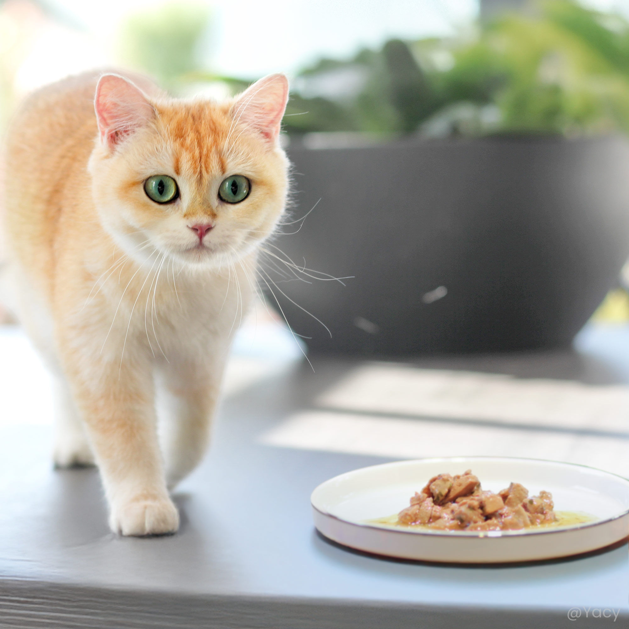 Chat roux à côté d'une assiette de tendres émincés en sauce pour chat sans céréales Poulet & Veau