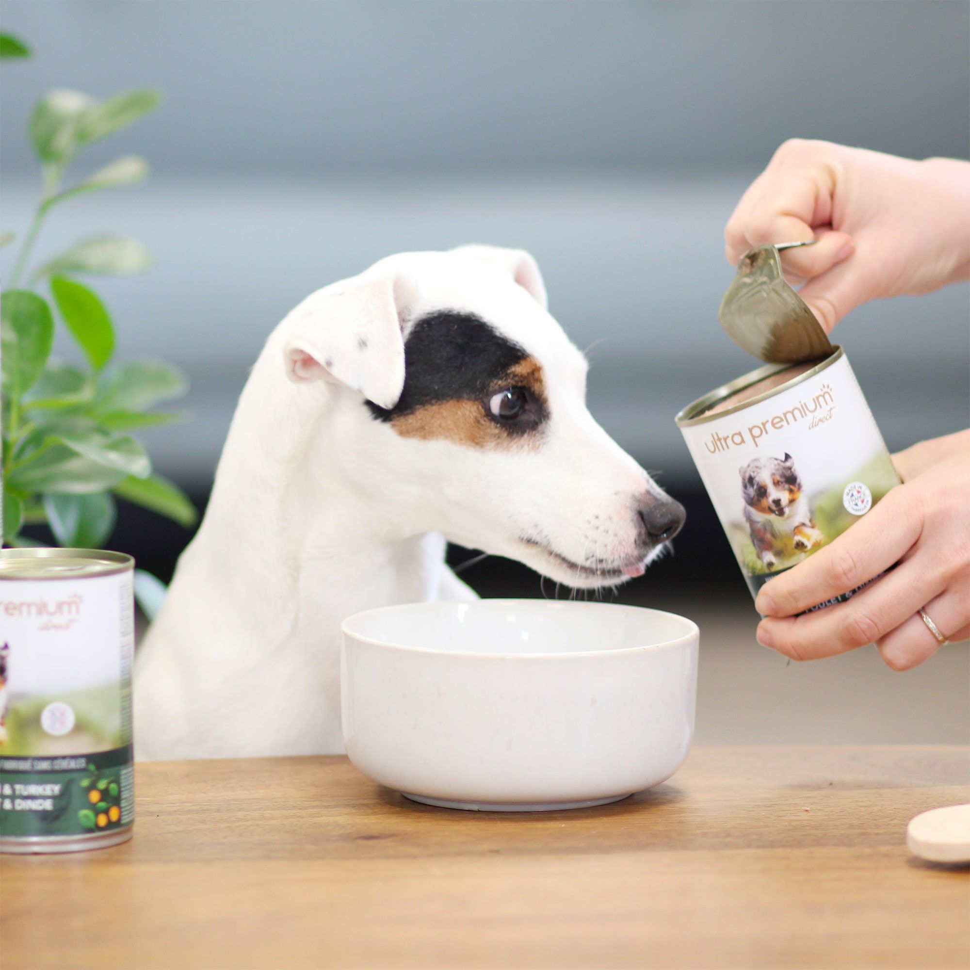 Pâtée pour chien sans céréales au poulet & dinde dans une assiette blanche