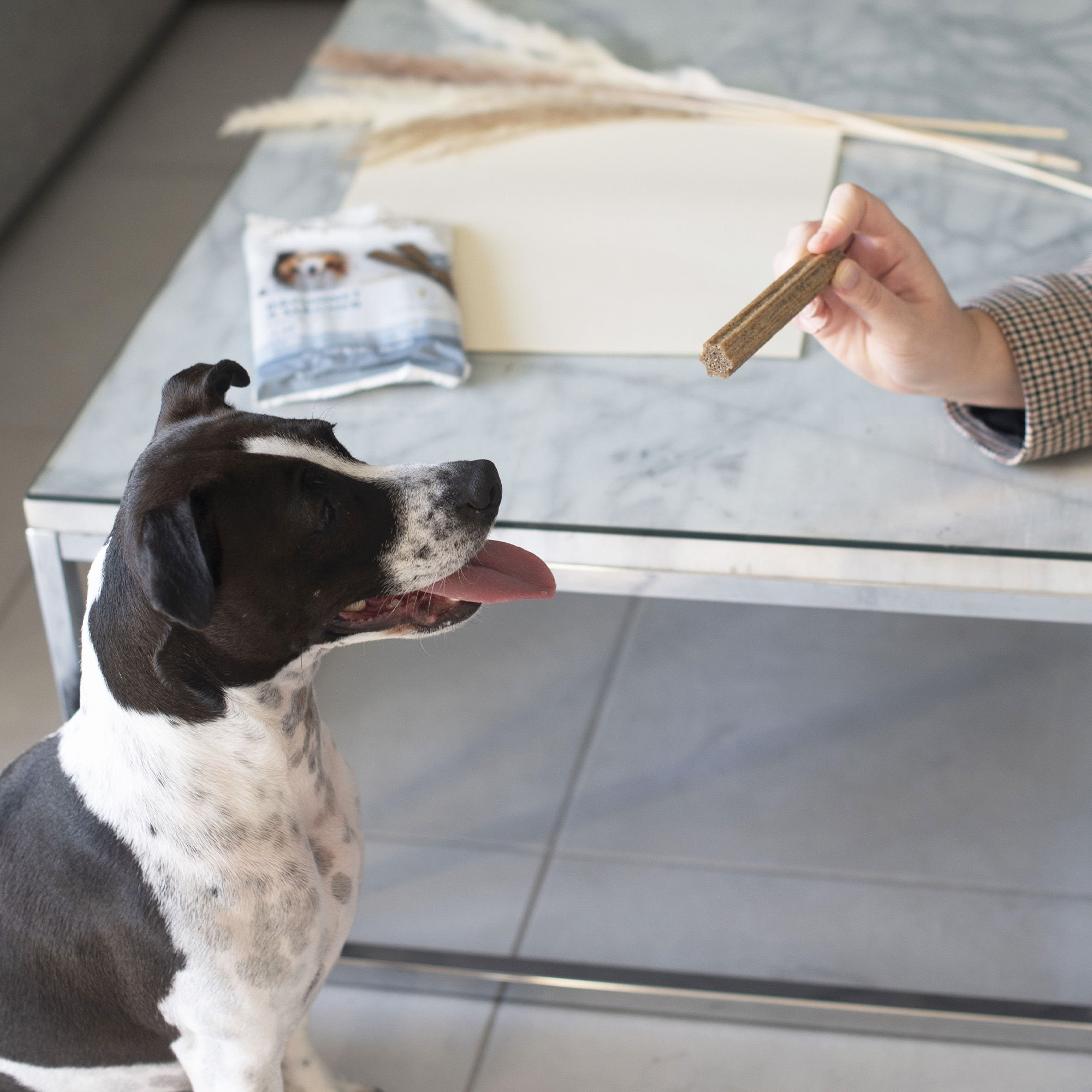 Bâtonnet à mâcher, issu du kit, donné à un chien