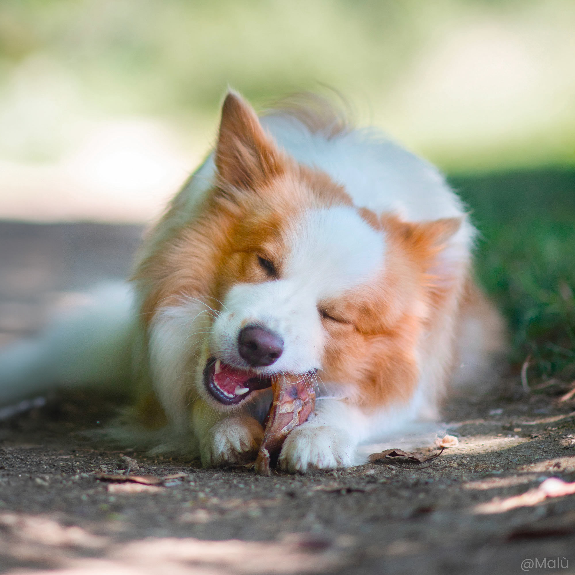 Oreille de cochon donnée à un Border Collie roux entrain de mastiquer 