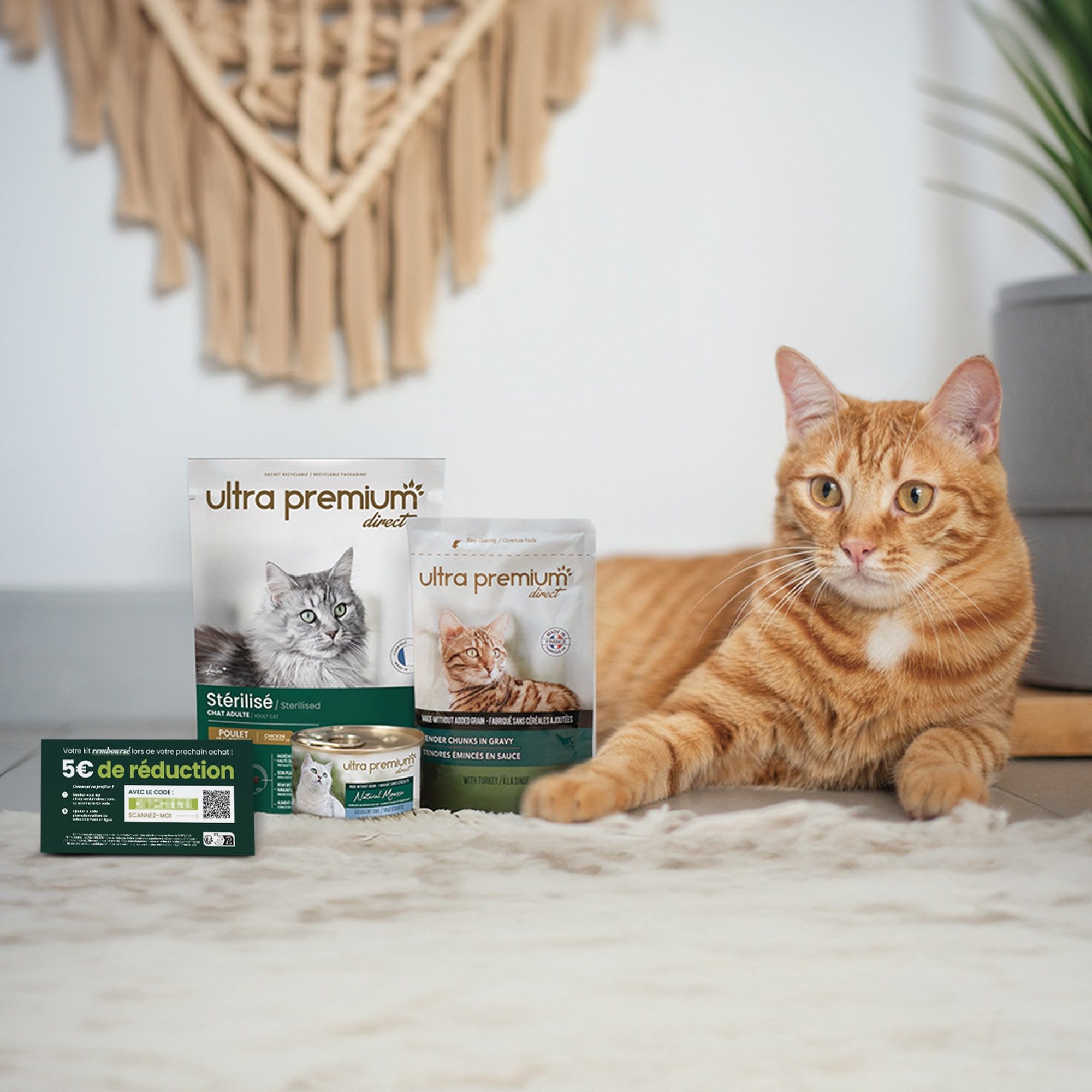 Chat roux assis à côte du kit découverte chat