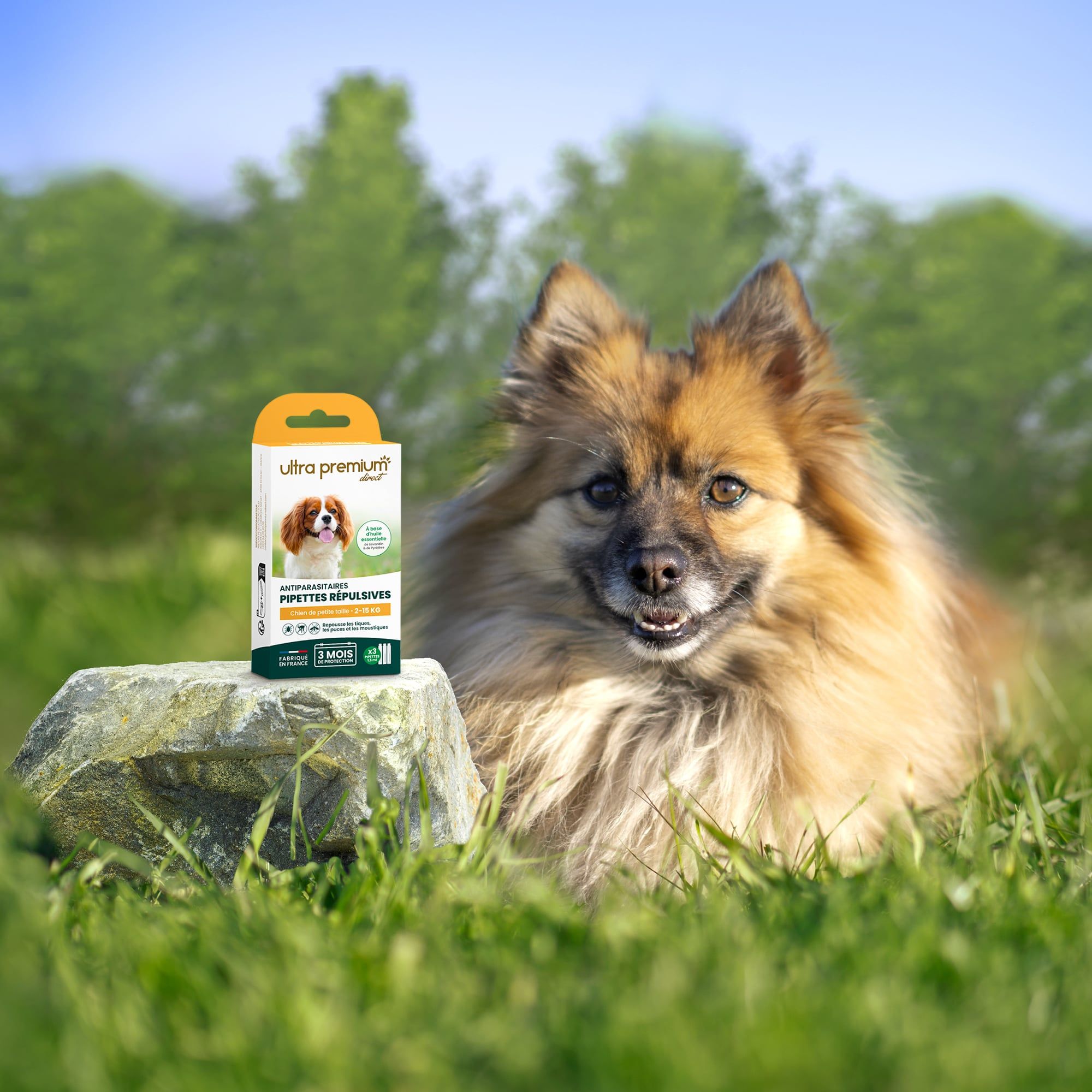 Spitz nain assis dans l'herbe à côté des pipettes répulsives antiparasitaires pour chien de petite taille (2 à 15 kg)