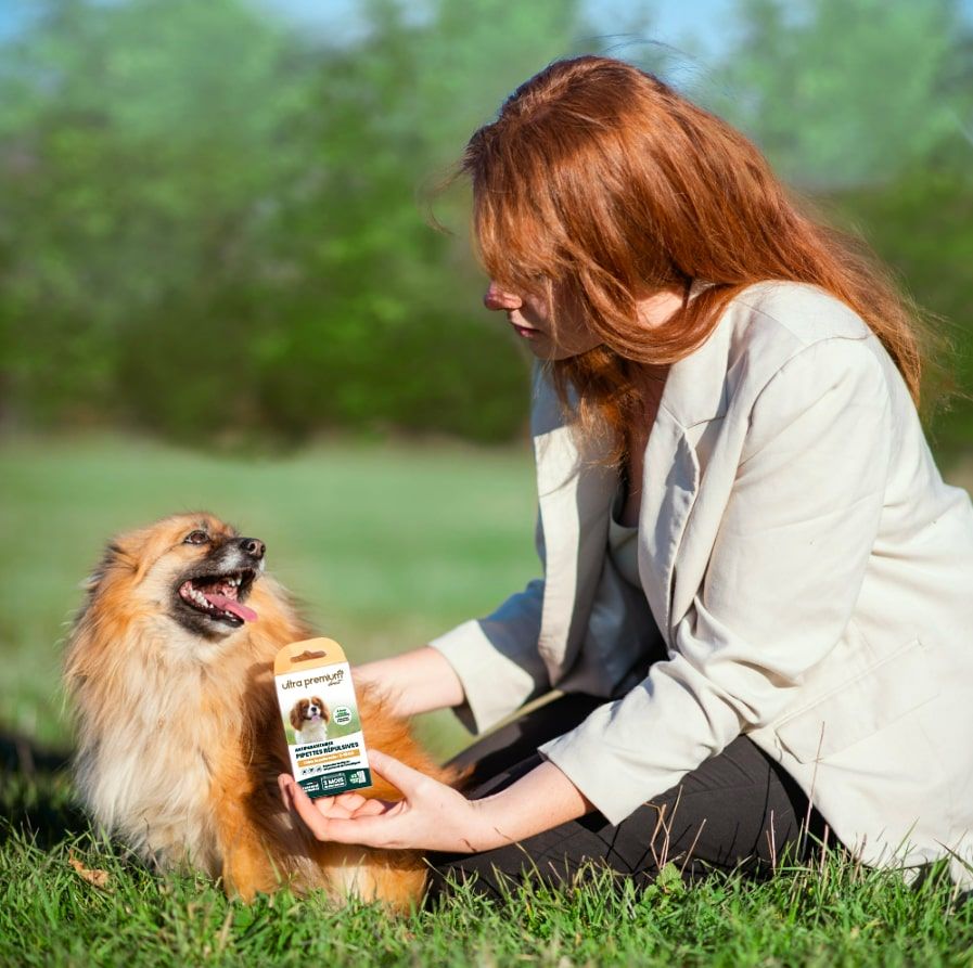 Spitz nain assis dans l'herbe à côté de son maître et des pipettes répulsives antiparasitaires pour chien de petite taille (2 à 15 kg)