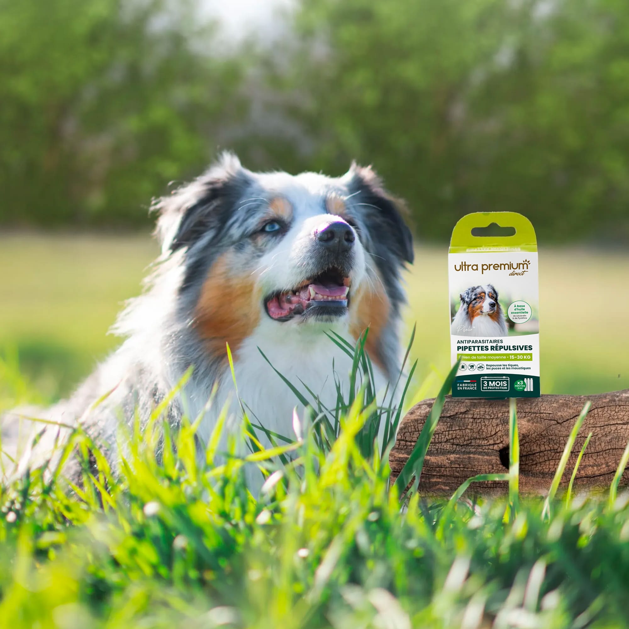 Berger australien assis dans l'herbe à côté des pipettes répulsives antiparasitaires pour chien de taille moyenne (15 à 30 kg)