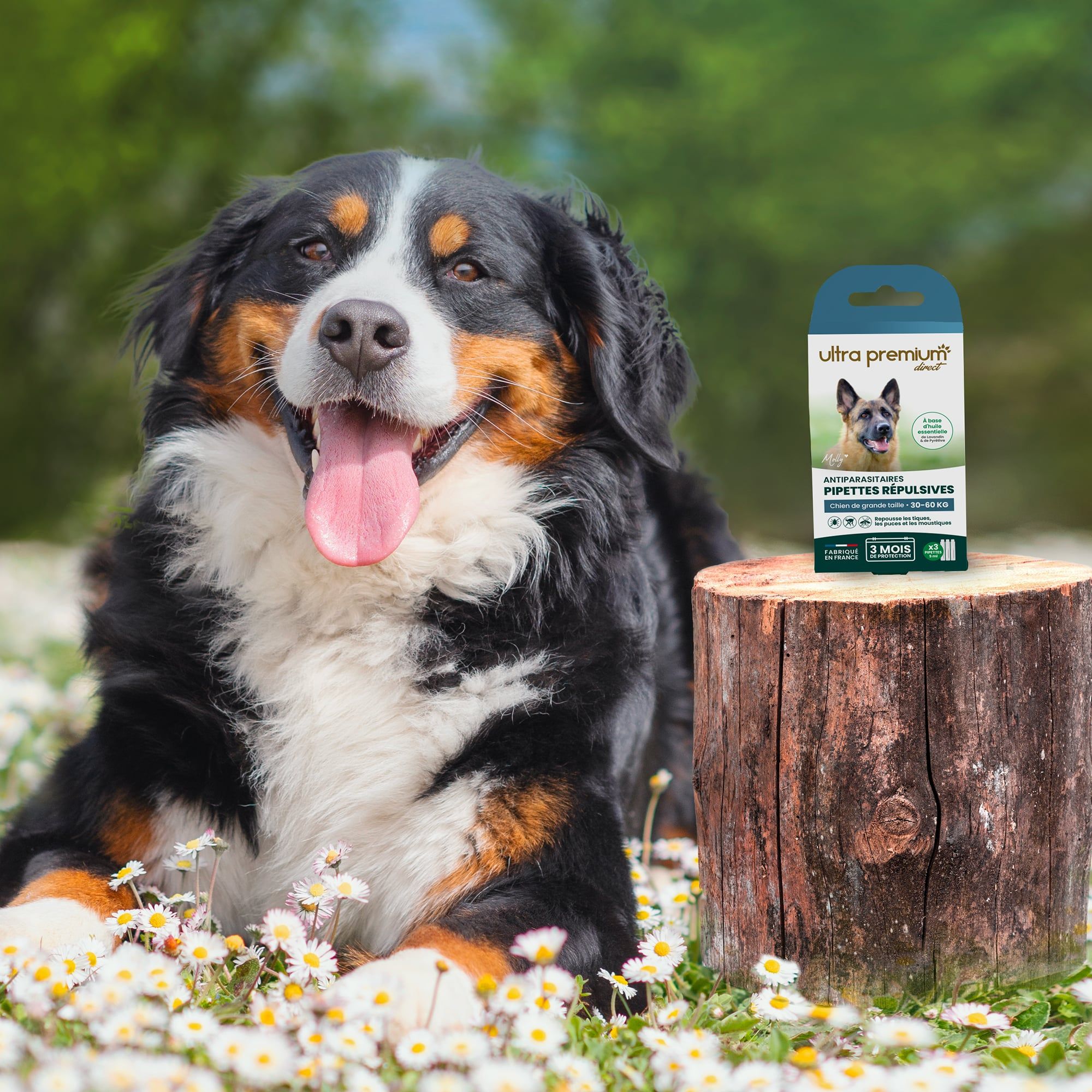 Bouvier bernois assis dans l'herbe à côté des pipettes répulsives antiparasitaires pour chien de grande taille (30 à 60 kg) posées sur un tronc d'arbre