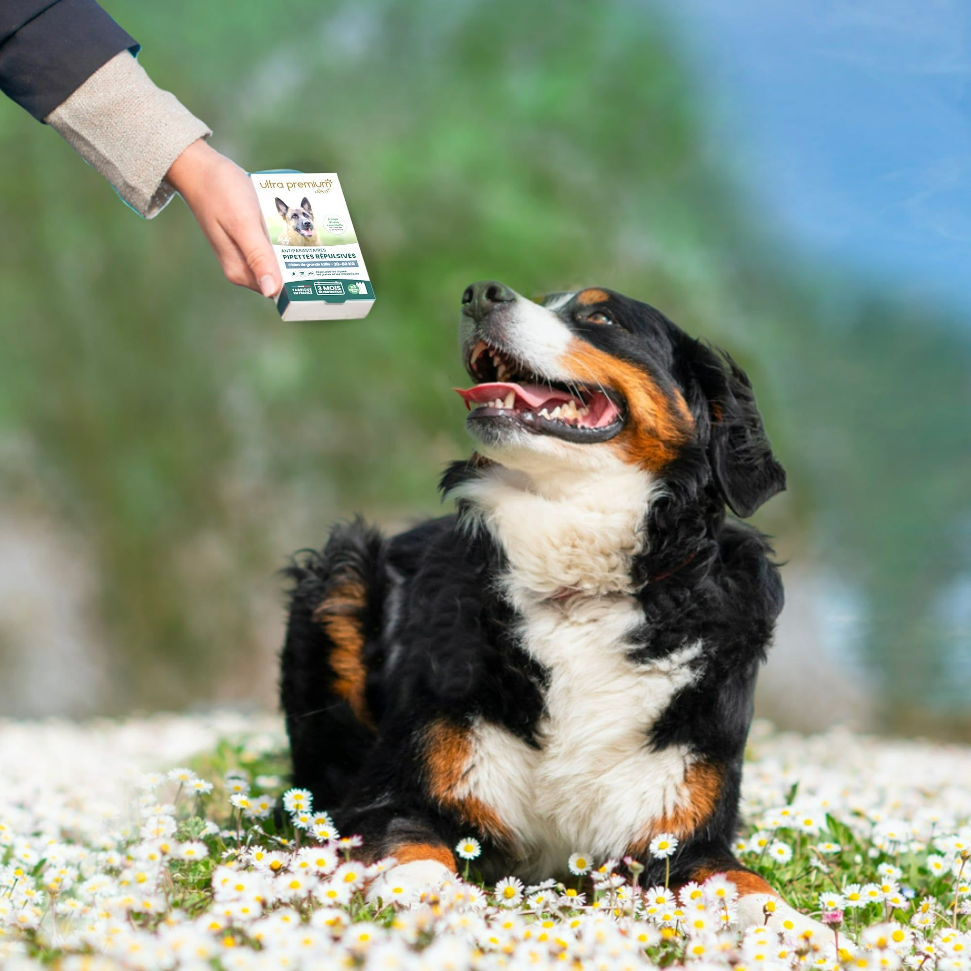 Pipettes répulsives antiparasitaires pour chien de grande taille (30 à 60 kg) montrées à un Bouvier bernois assis dans l'herbe