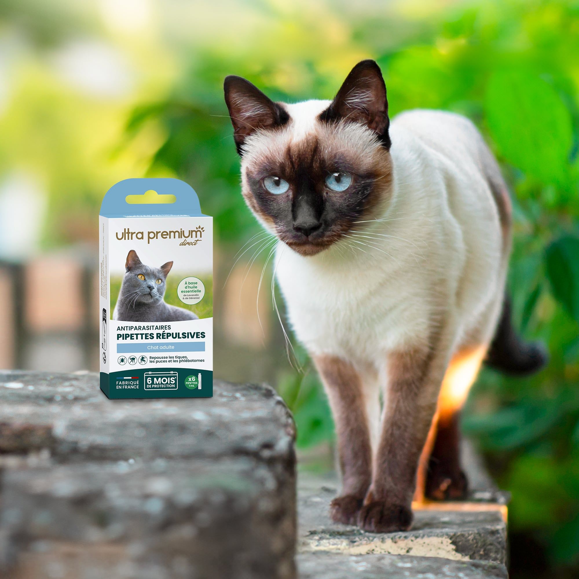 Siamois debout sur un muret de pierres à côté des pipettes répulsives antiparasitaires pour chat