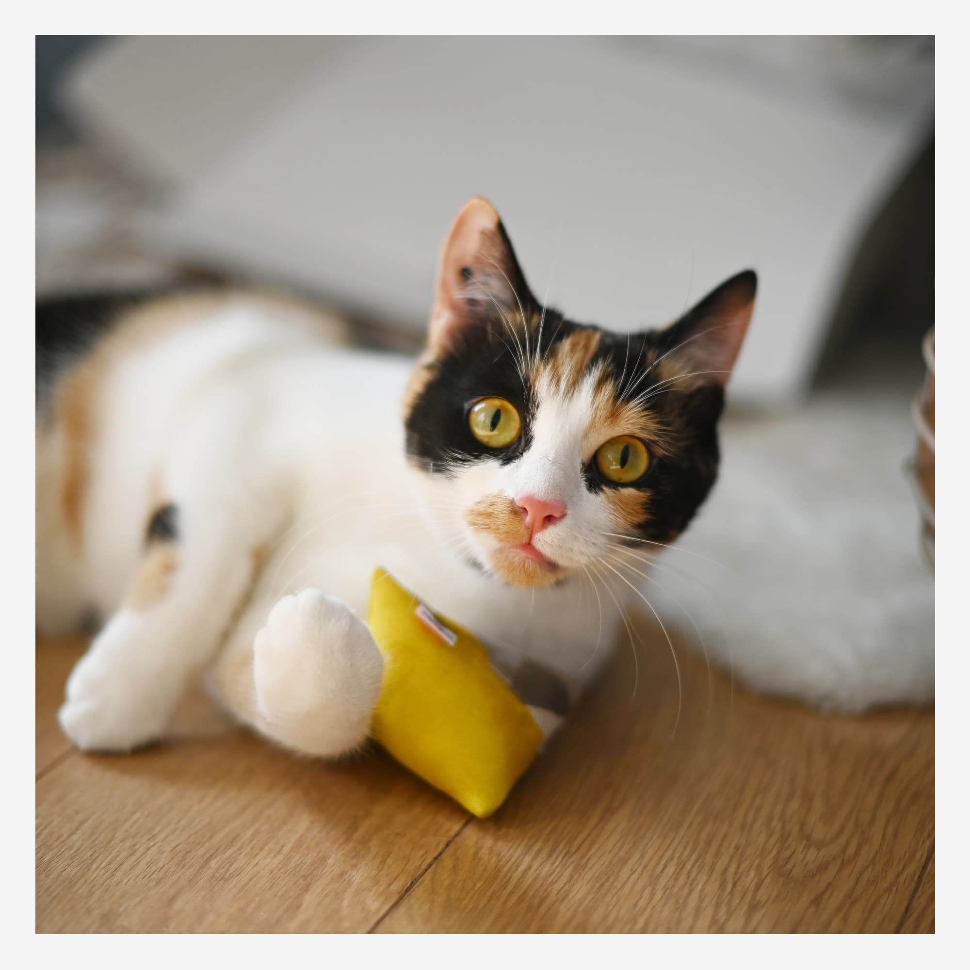 Box Cadeau pour chat