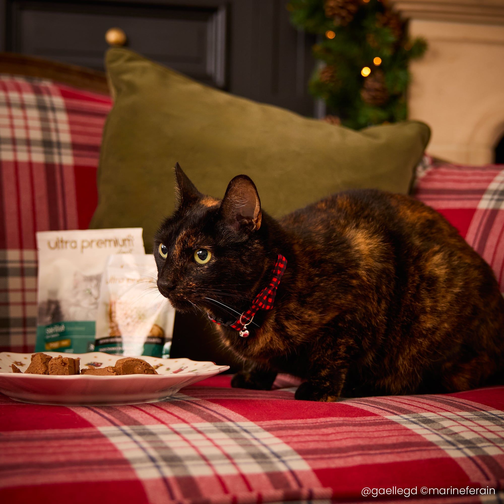 Un chat sur un canapé tartan entrain de manger de la pâtée Ultra Premium Direct