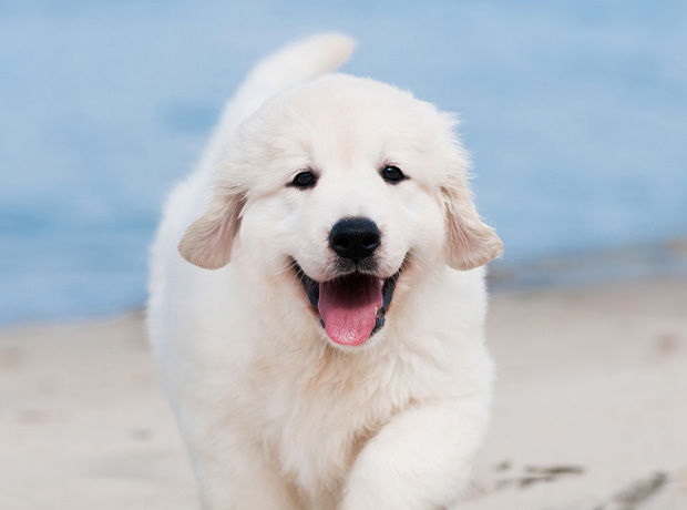 Friandise savoureuse Sans Céréales pour Chien adulte