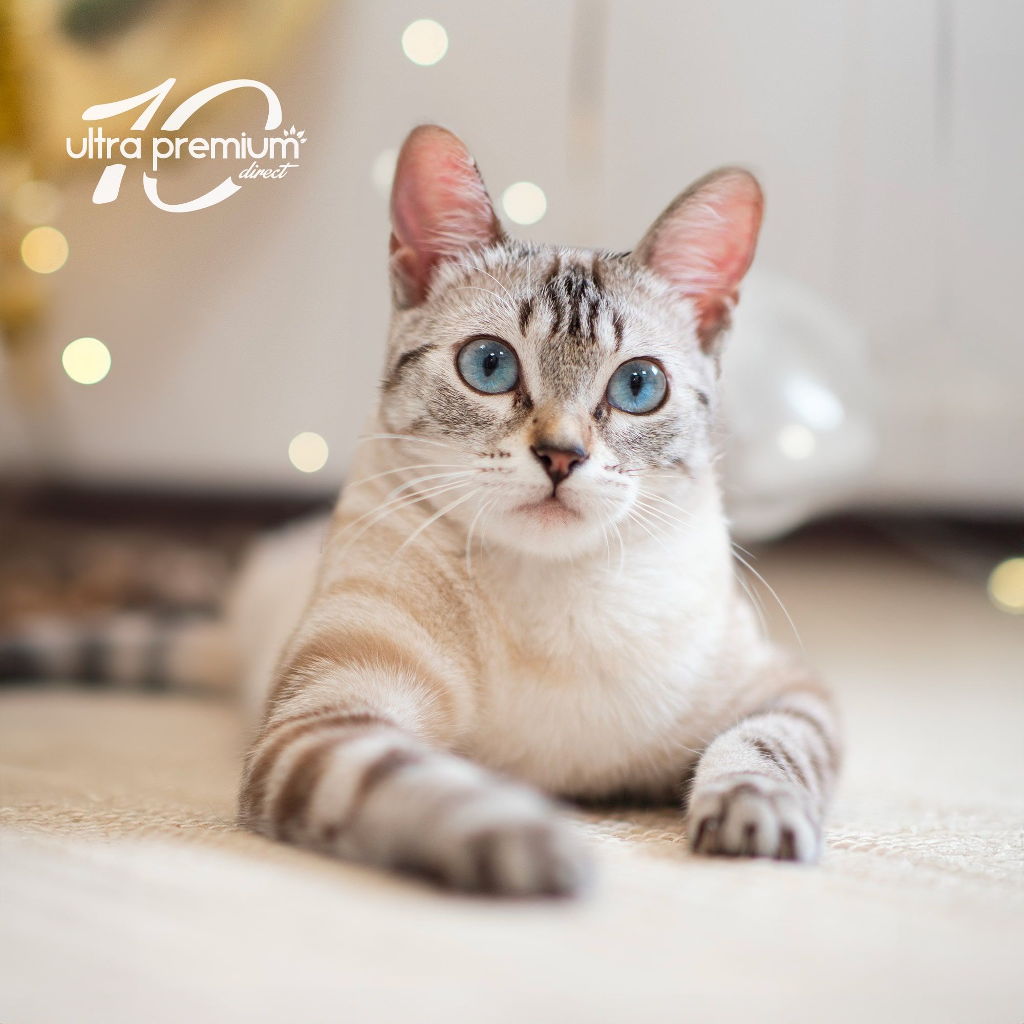 Kit plaisir chat - Édition limitée