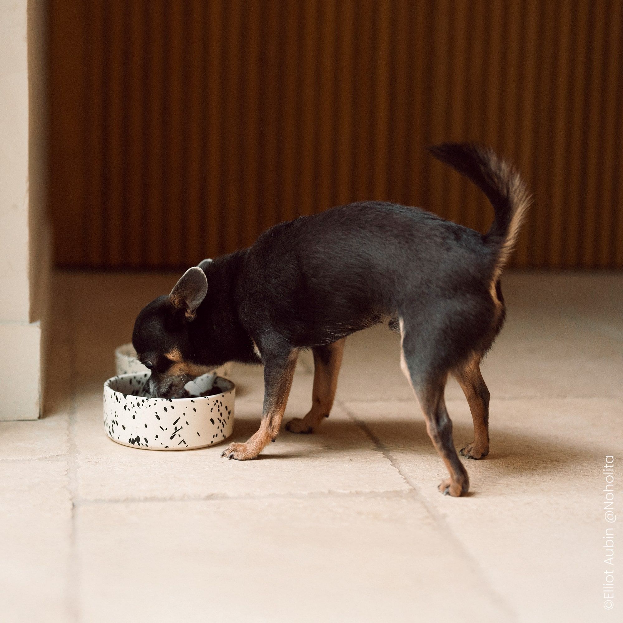 Chihuahua entrain de manger dans une gamelle en céramique  