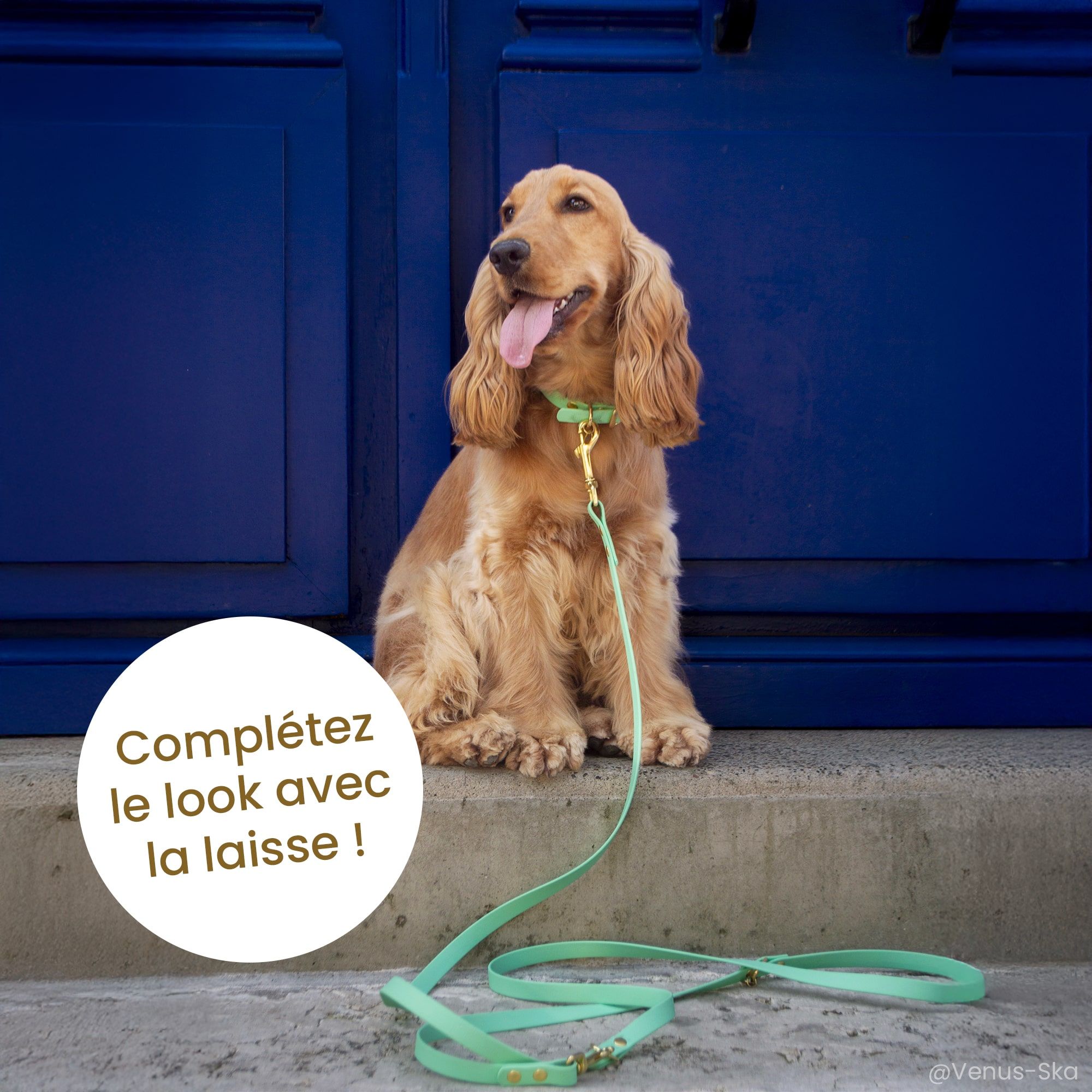 Cocker avec un collier S et laisse vert sauge Fidèle Paris en partenariat avec Ultra Premium Direct