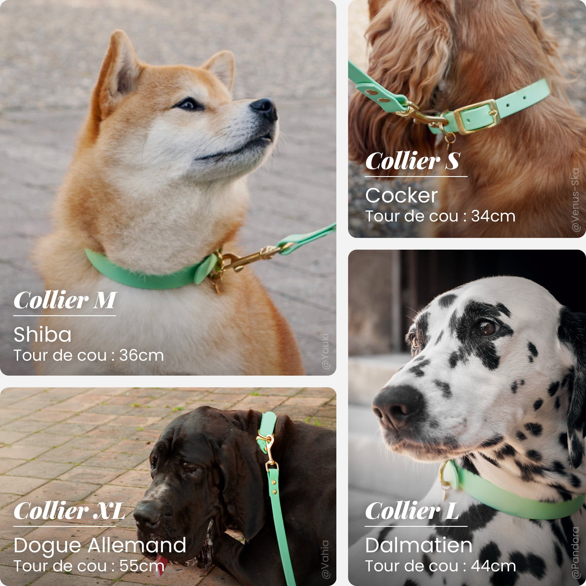 Différence des 4 colliers en fonction de races de chien