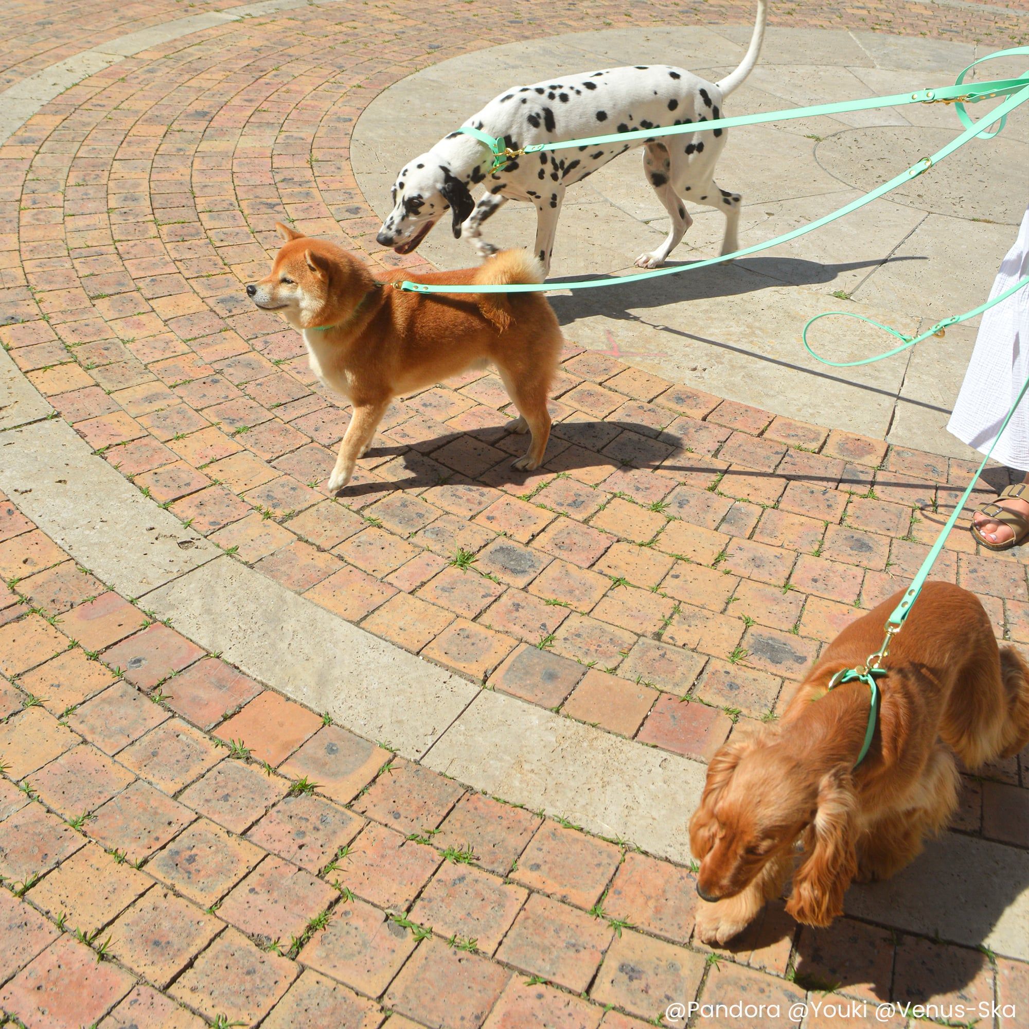 3 chiens en balade avec des laisses multi-positions vert sauge Fidèle Paris en partenariat avec Ultra Premium Direct