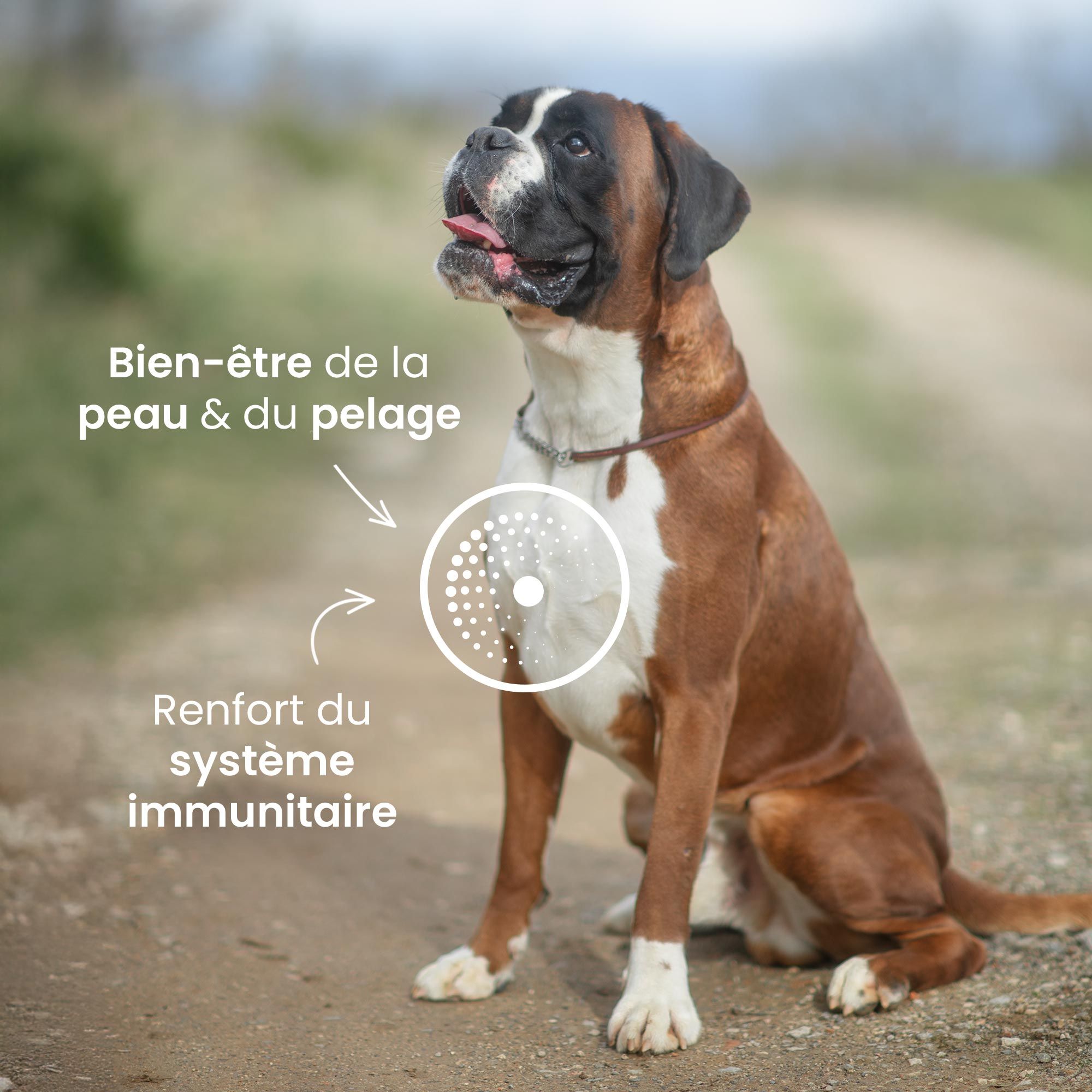 Chien boxer marron et blanc en extérieur avec indiqué sur l'image que les croquettes sont idéales pour le bien être de la peau et du pelage et pour le renfort du système immunitaire