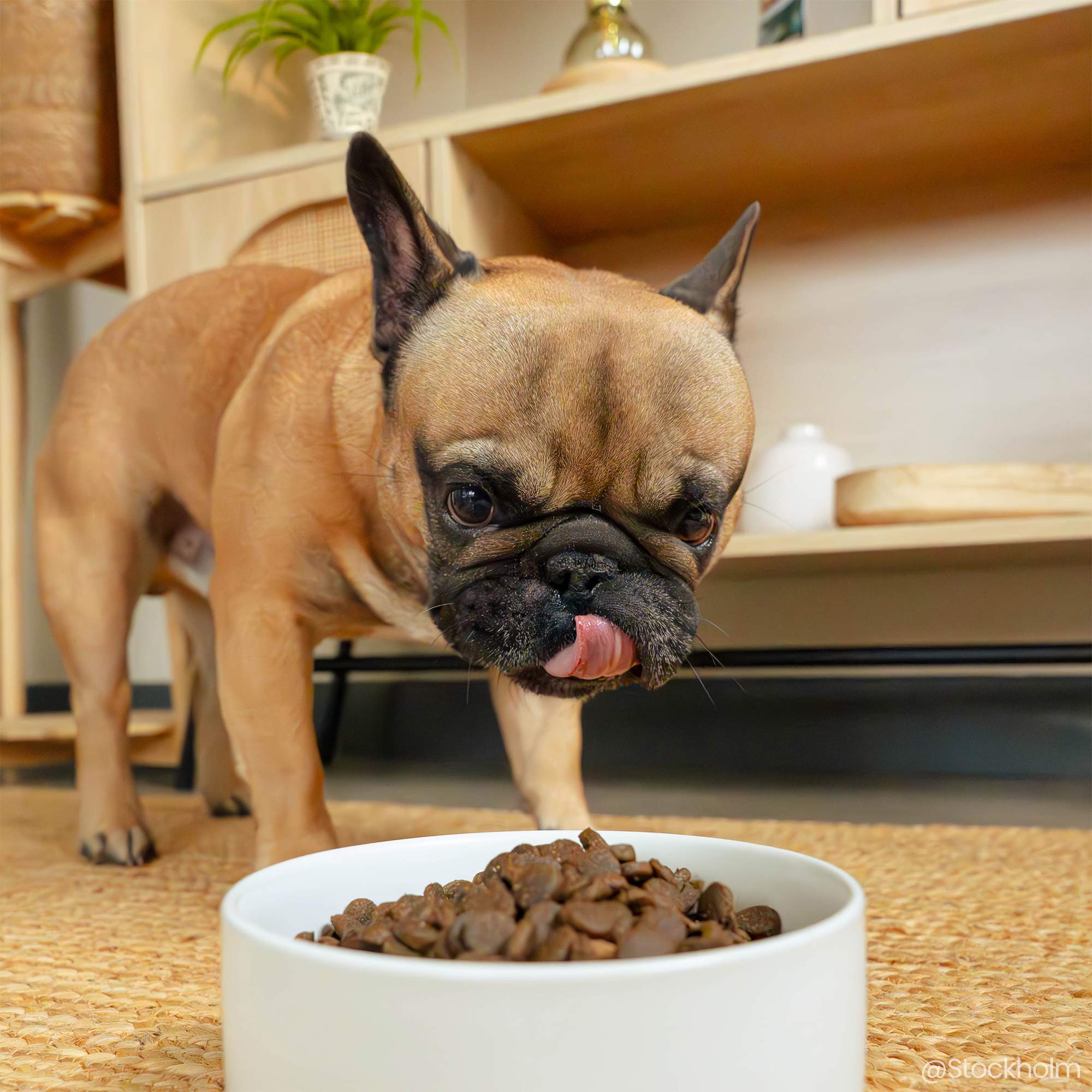 Bulldog français devant une Gamelle de croquettes nature au saumon frais pour chien adulte de petite taille