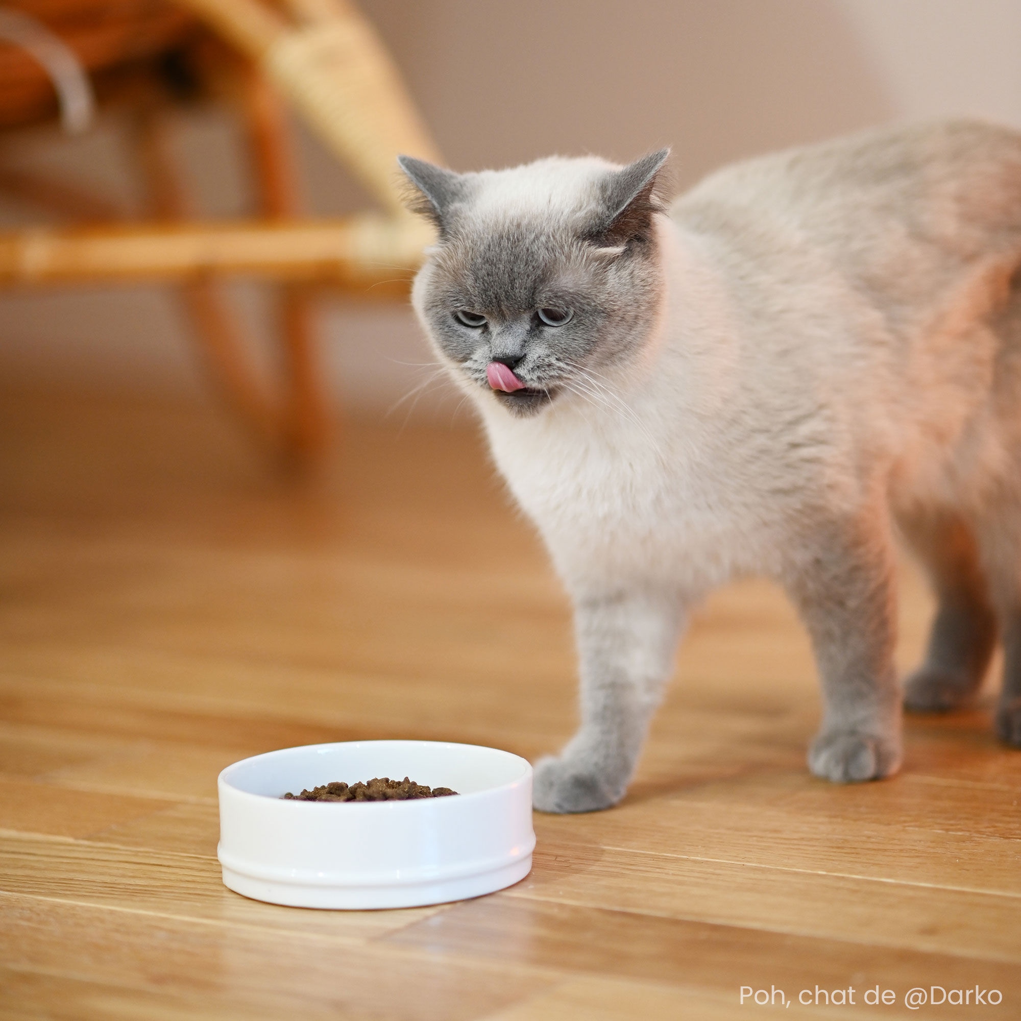 Chat devant une Gamelle contenant les croquettes Care pour chat adulte stérilisé système urinaire