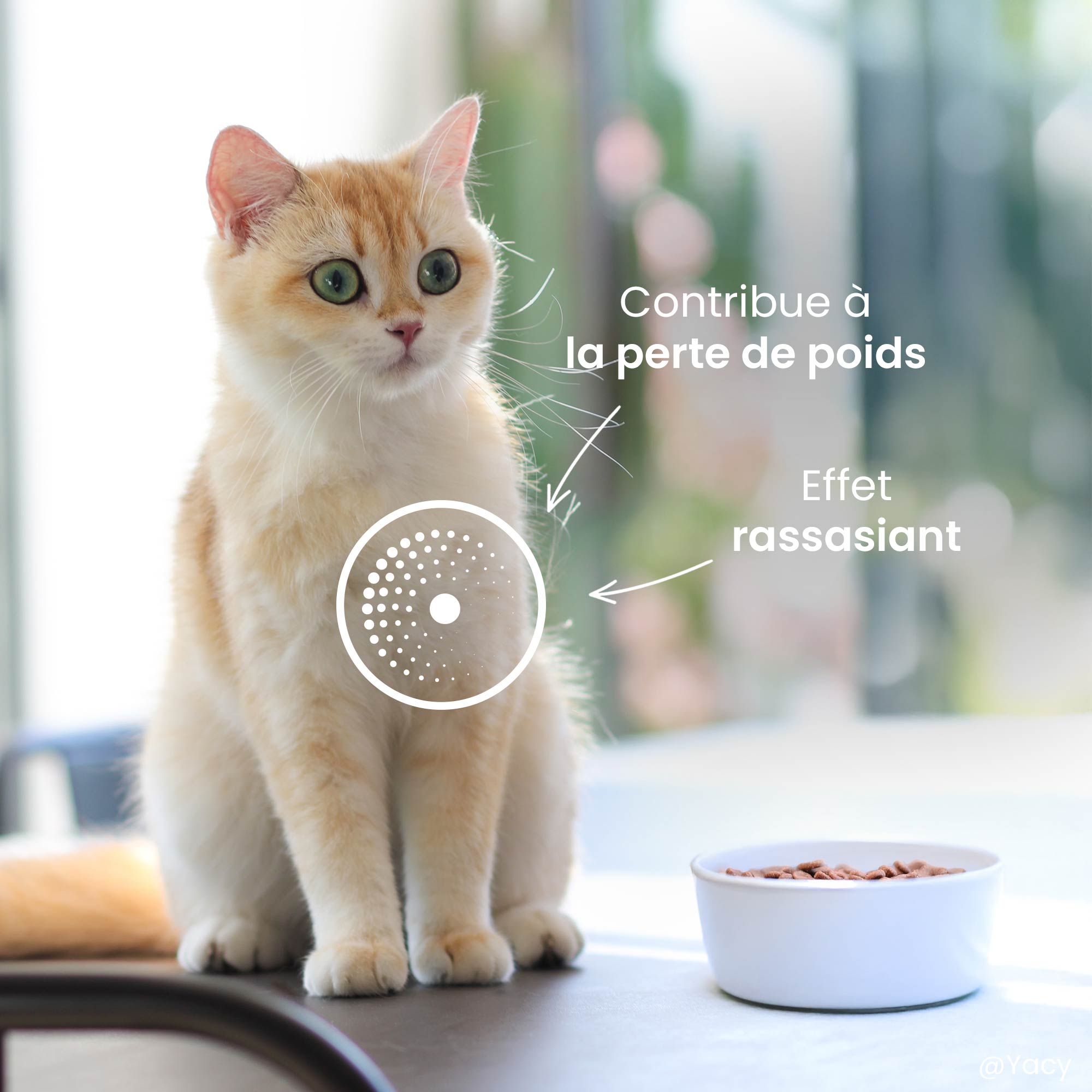 Chat beige à côté d'une gamelle de croquettes avec un focus sur son ventre et les bénéfices associés à la recette