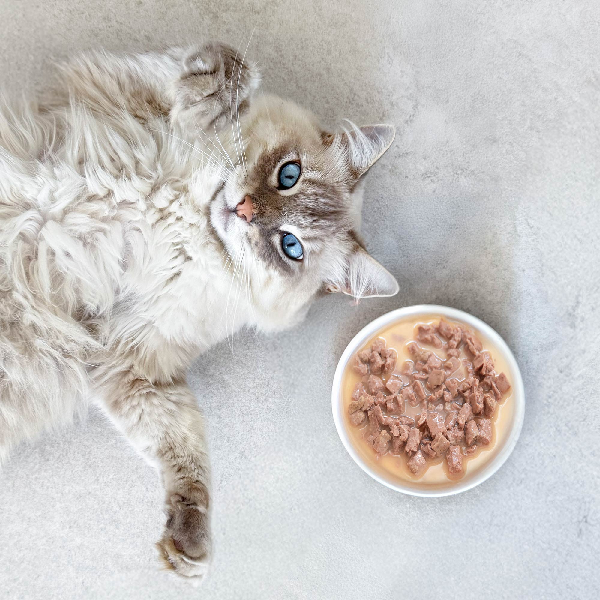 Tendres effiles en sauce Chat Adulte Thon Cabillaud dans une gamelle