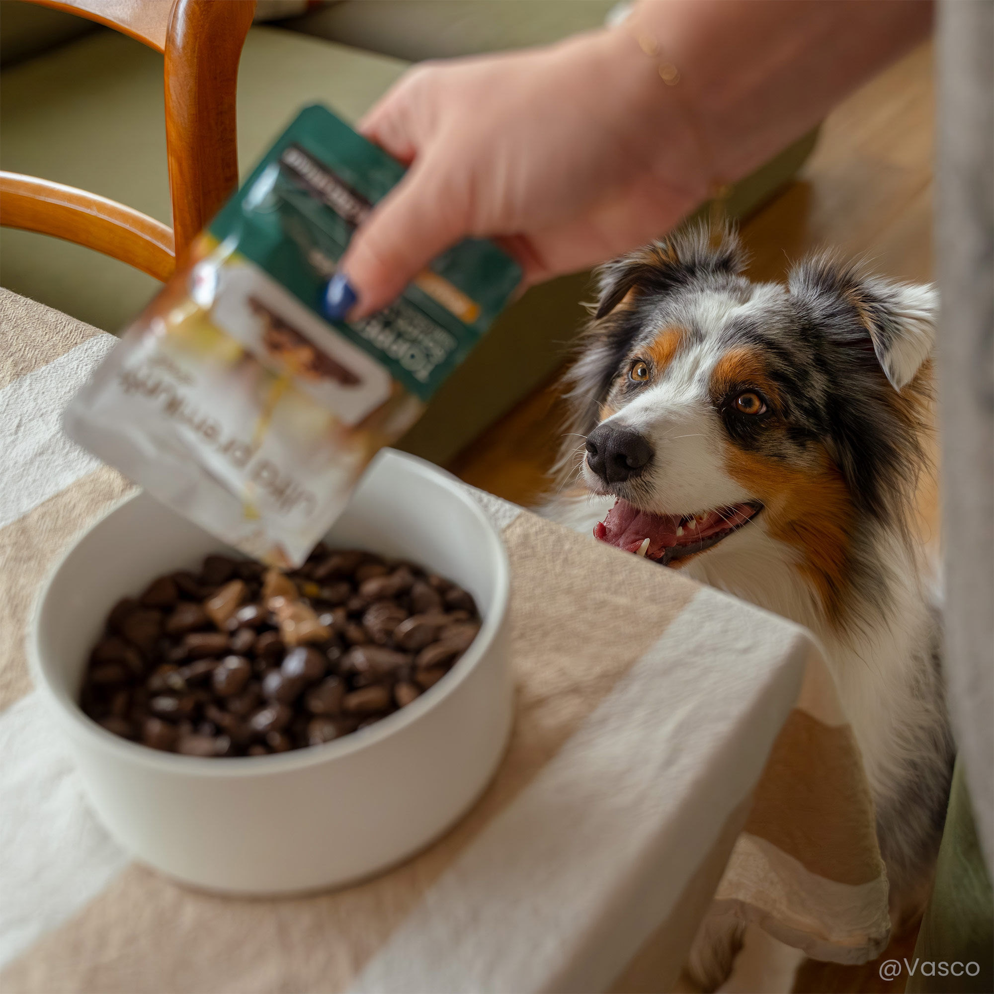 Gamelle contenant des croquettes avec de la soupe aux effilés au poulet devant un Berger Australien