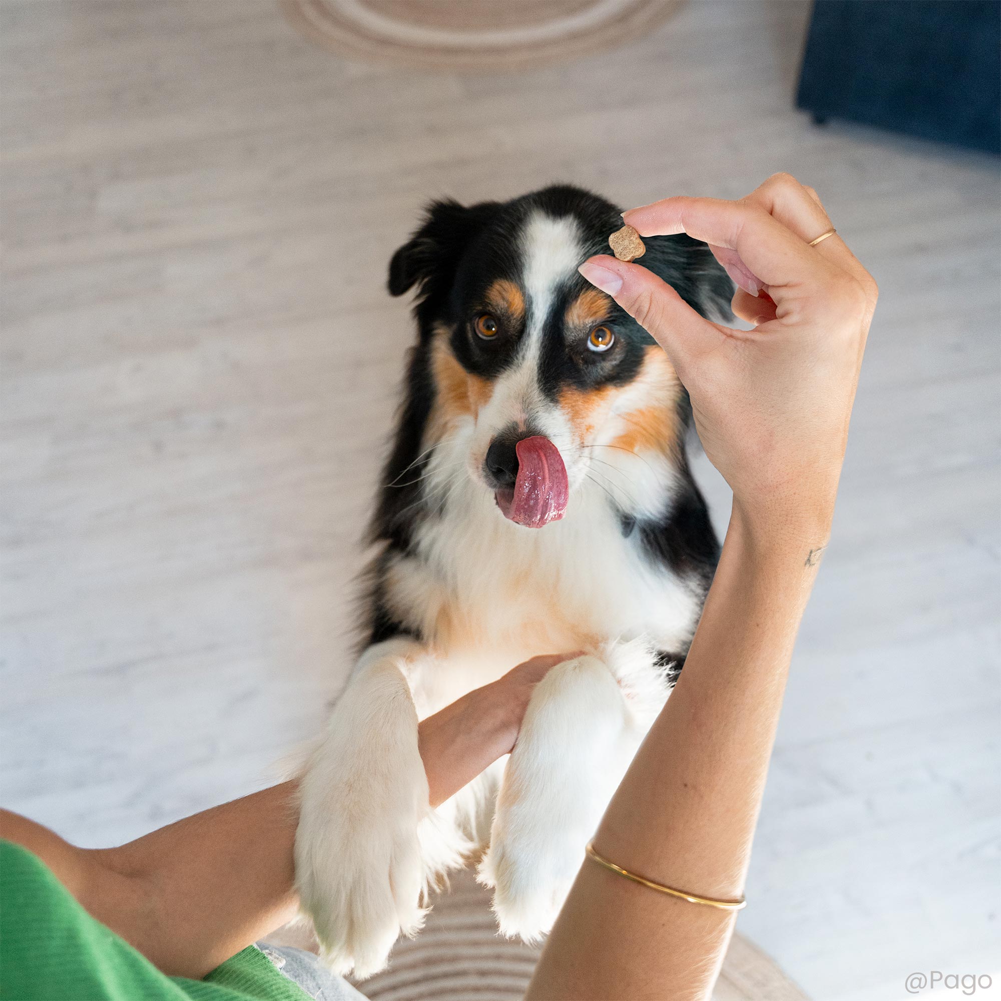 Friandise éducation sans céréales donnée à un Berger australien