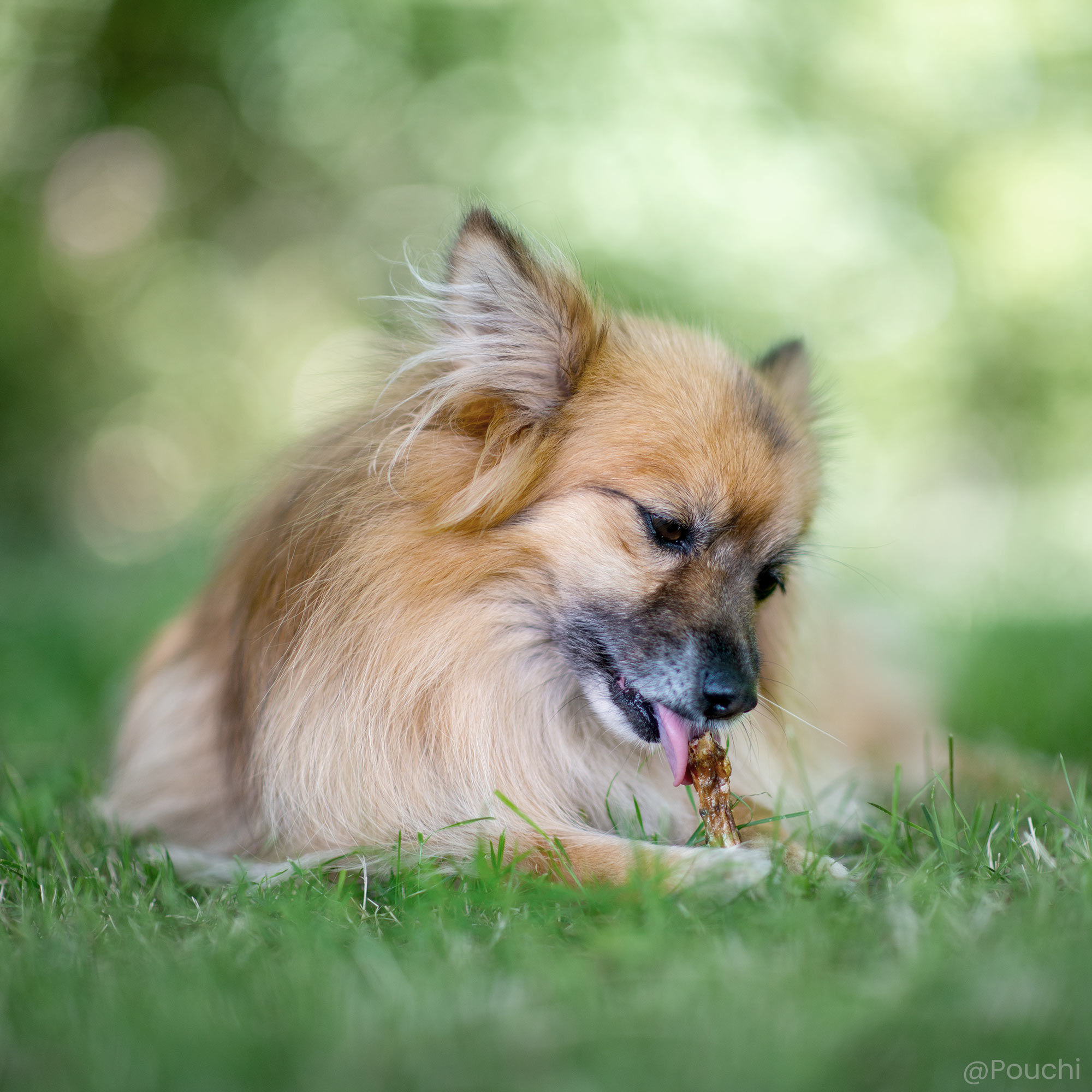 Spitz nain assis dans l'herbe et mastiquant un cou de poulet