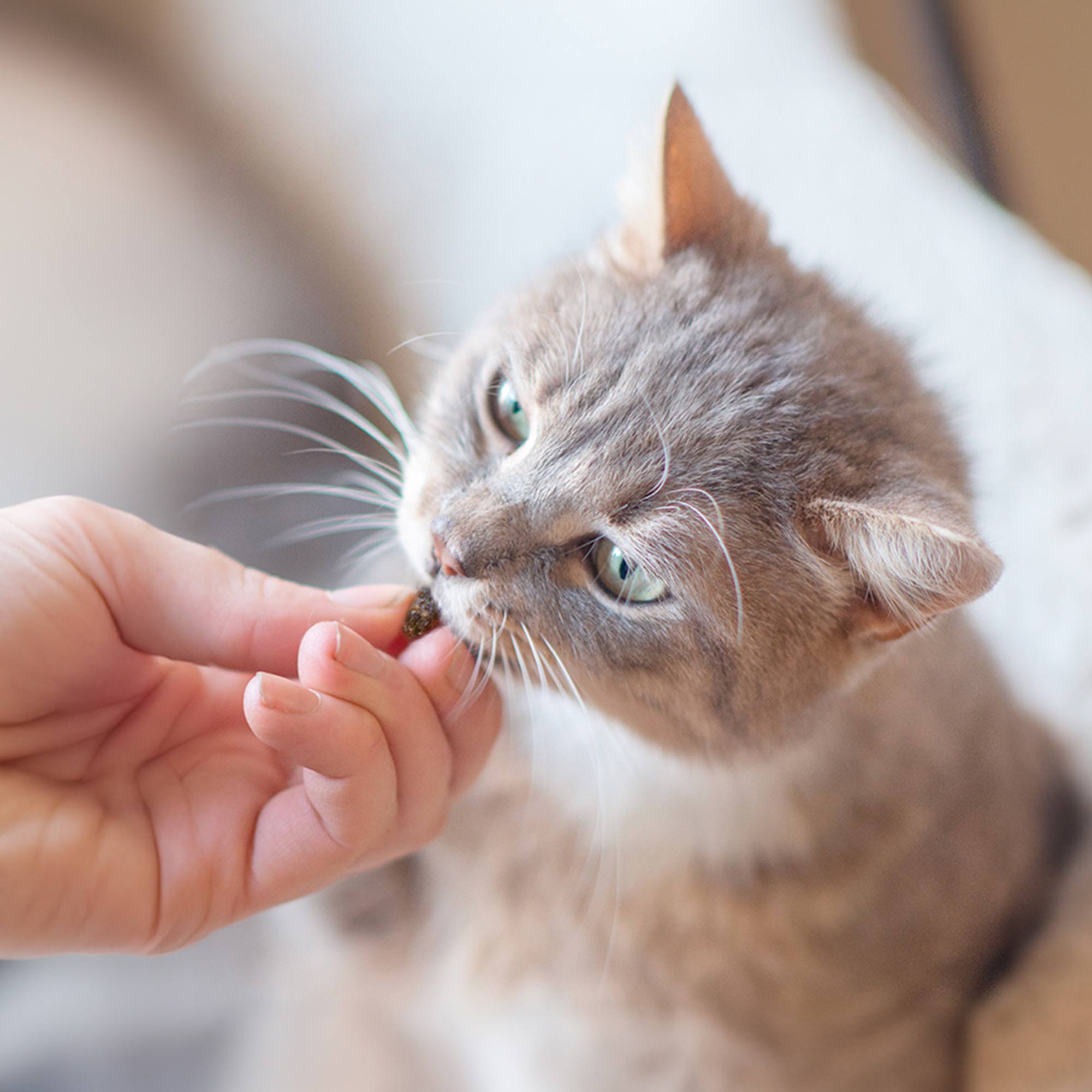Chat qui mange la friandise anti-boules de poils