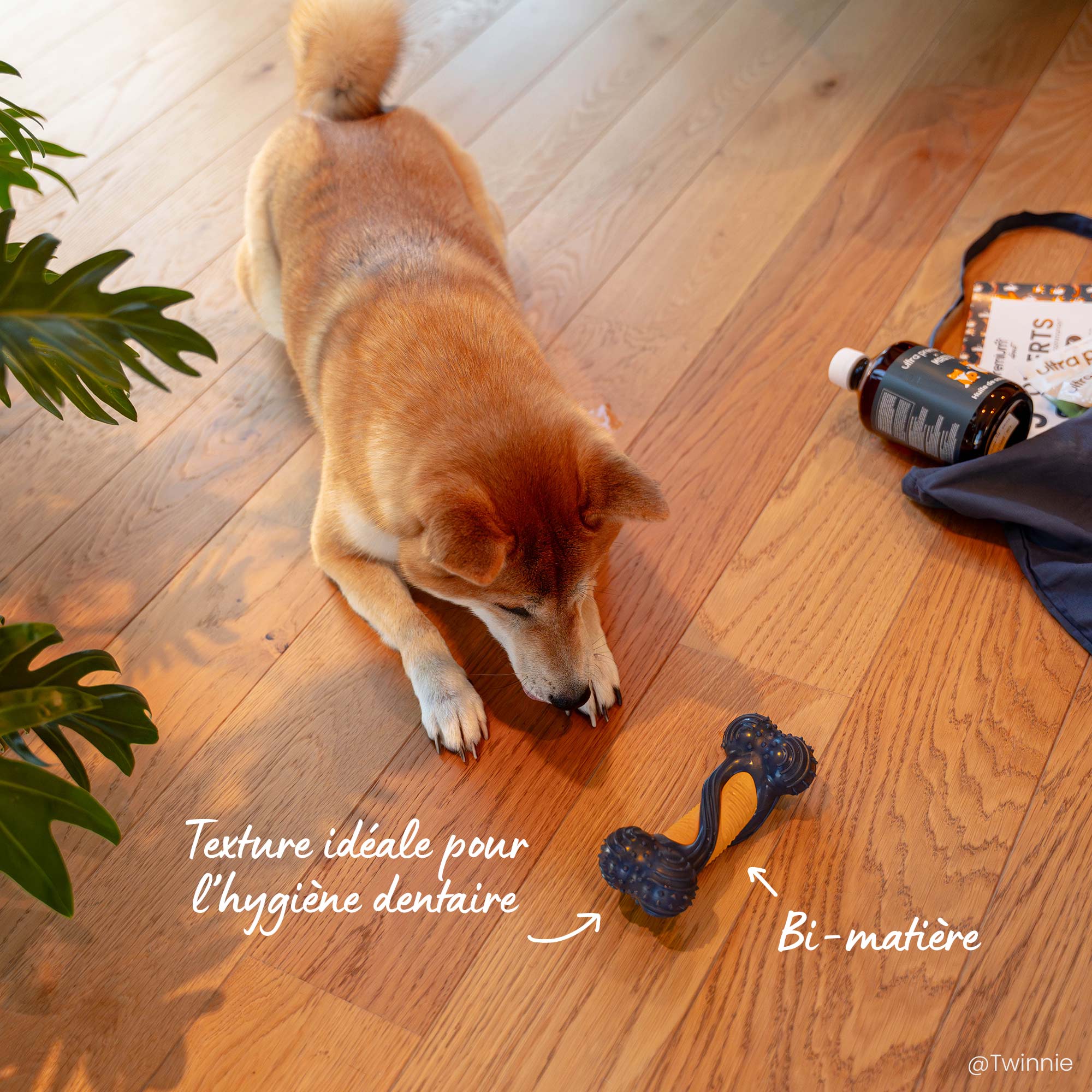 Shiba entrain de jouet avec un os bi-matière idéale pour l'hygiène dentaire