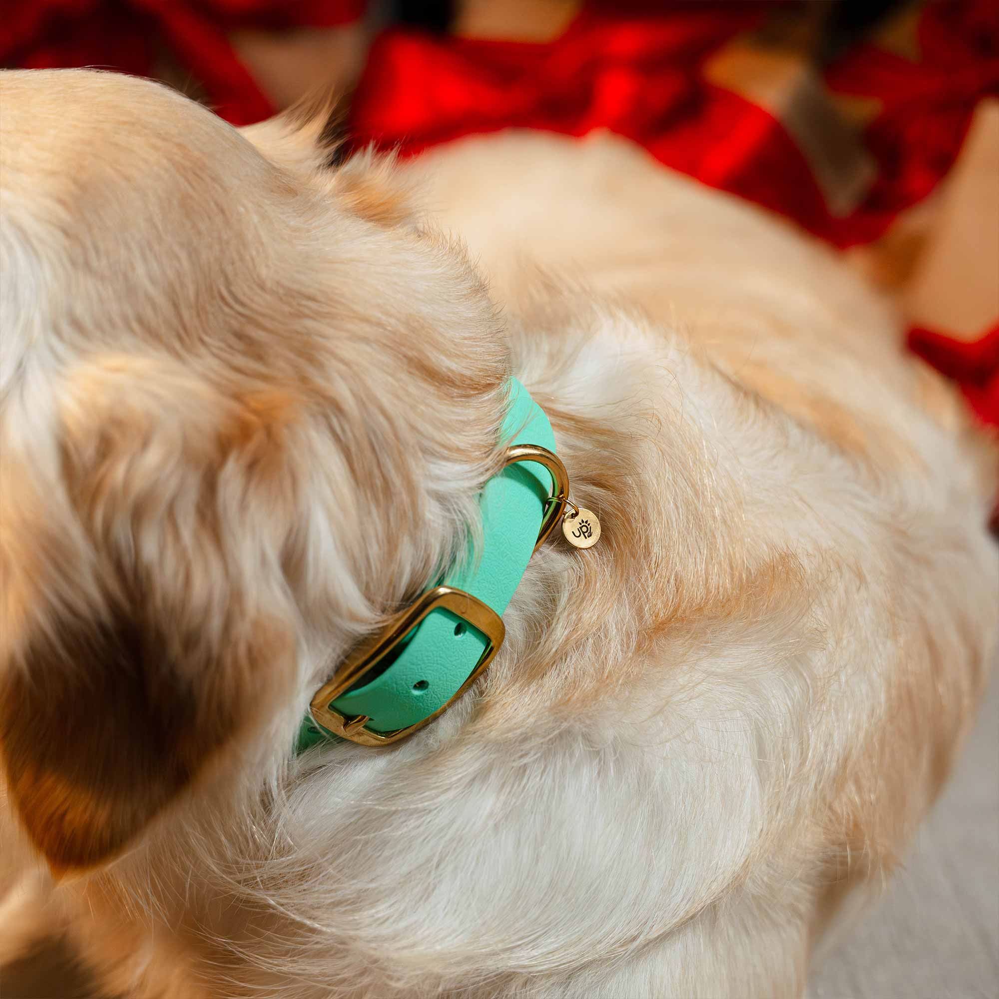 Zoom sur le collier M sauge lumineux d'un Shiba Inu Fidèle Paris en partenariat avec Ultra Premium Direct