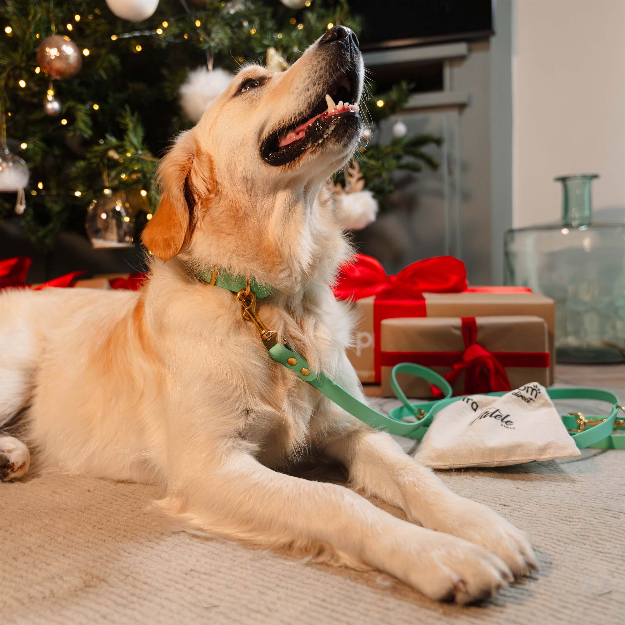 Shiba Inu avec un collier et une laisse vert sauge Fidèle Paris en partenariat avec Ultra Premium Direct