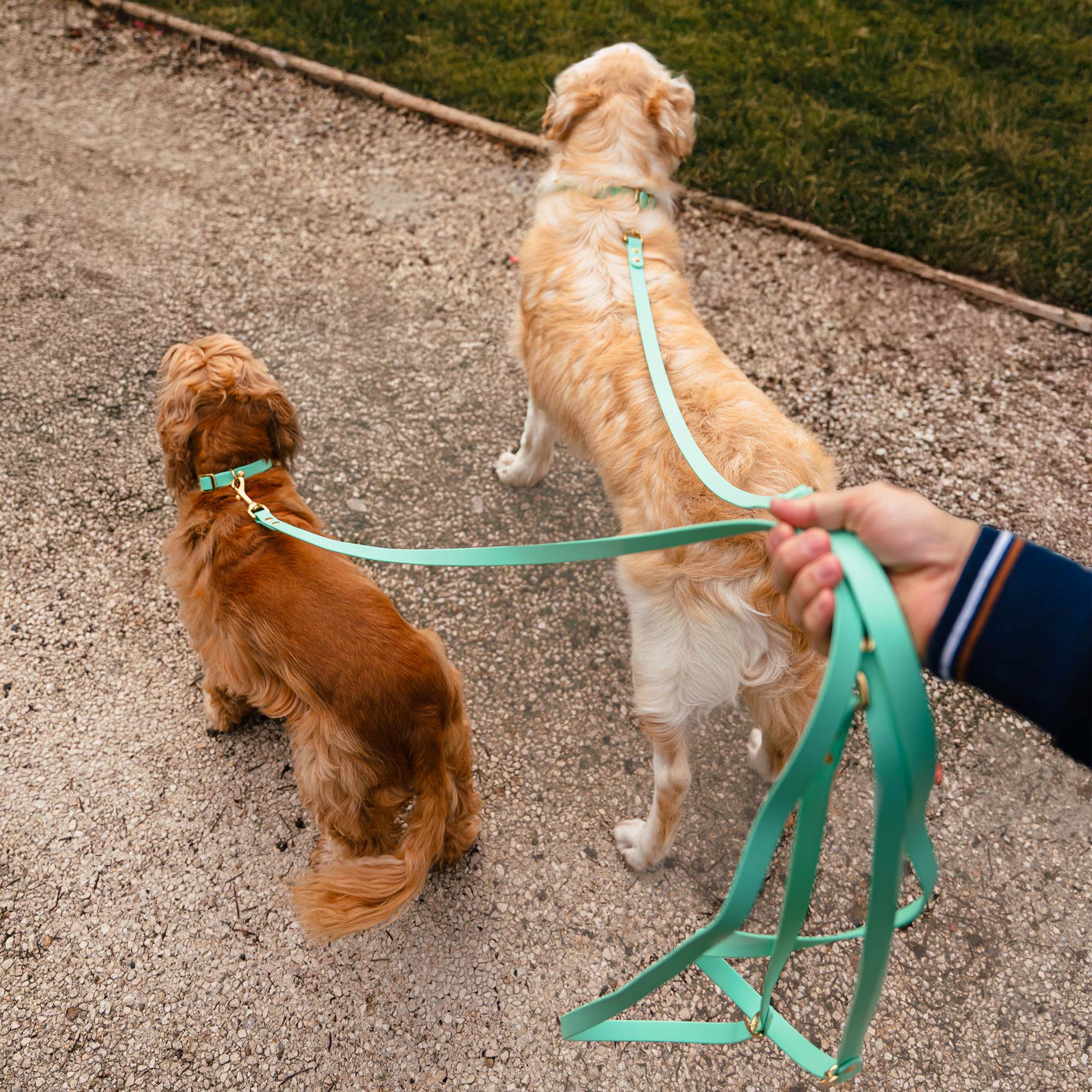 3 chiens en balade avec des laisses multi-positions vert sauge Fidèle Paris en partenariat avec Ultra Premium Direct