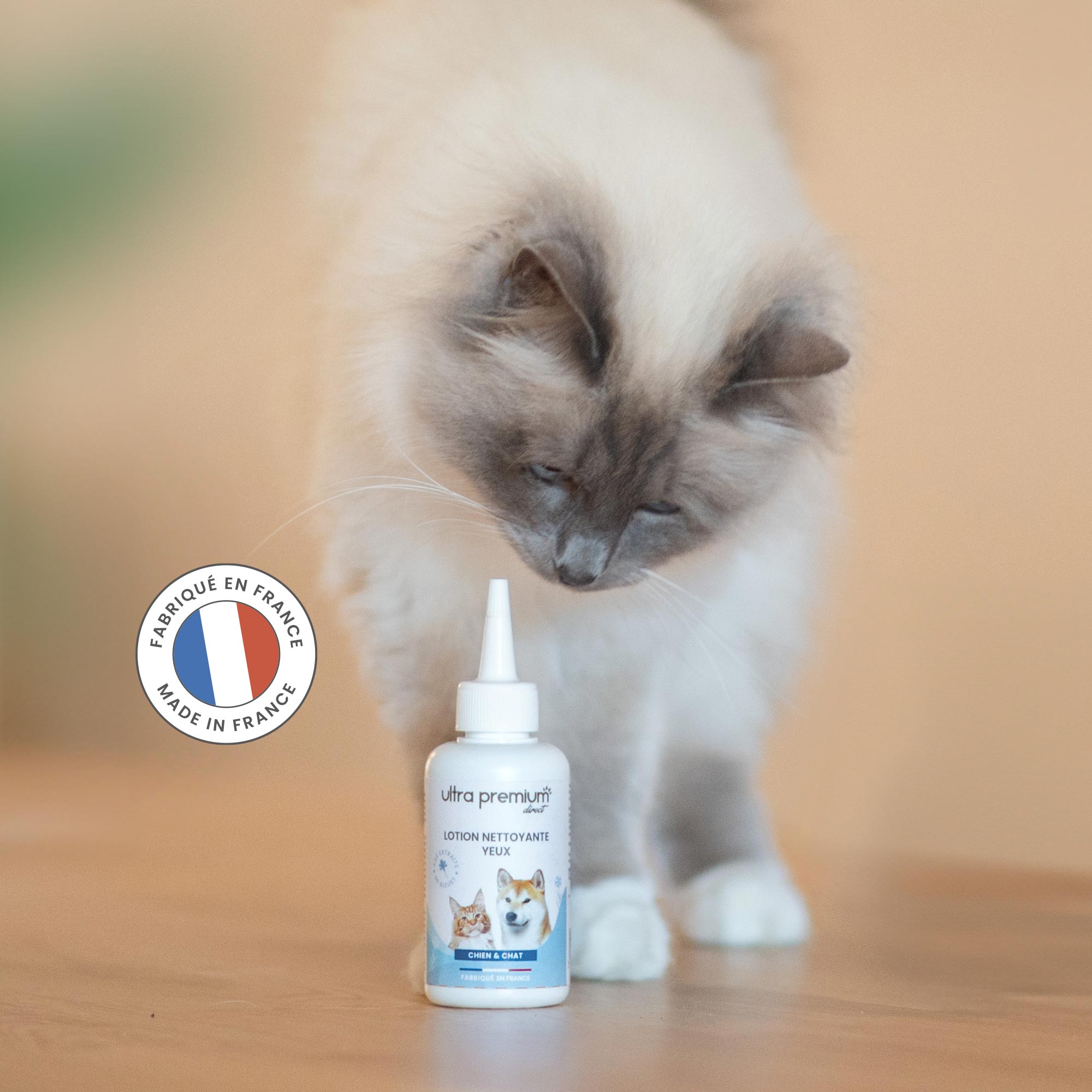 Sacré de Birmanie debout à côté de la lotion nettoyante yeux pour chien et chat