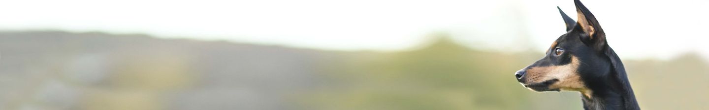 Crocchette per cani di piccola taglia
