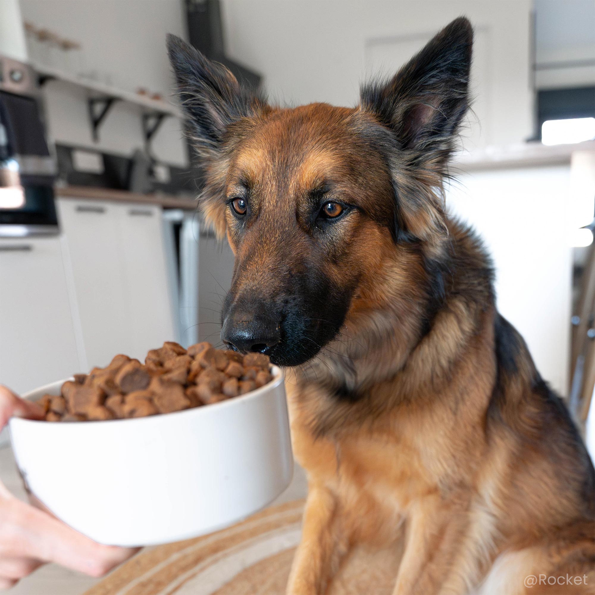 Duitse herder snuffelt aan een kom met graanvrij hondenvoer voor volwassen honden (close-up)