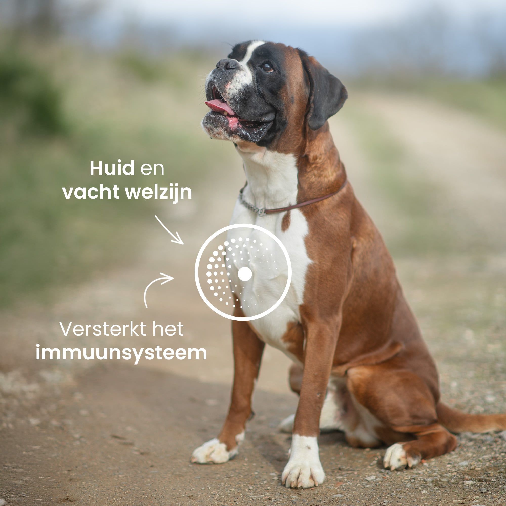 Een bruin-witte boxerhond buiten. De afbeelding geeft aan dat de brokken ideaal zijn voor de gezondheid van de huid en vacht en voor het versterken van het immuunsysteem.