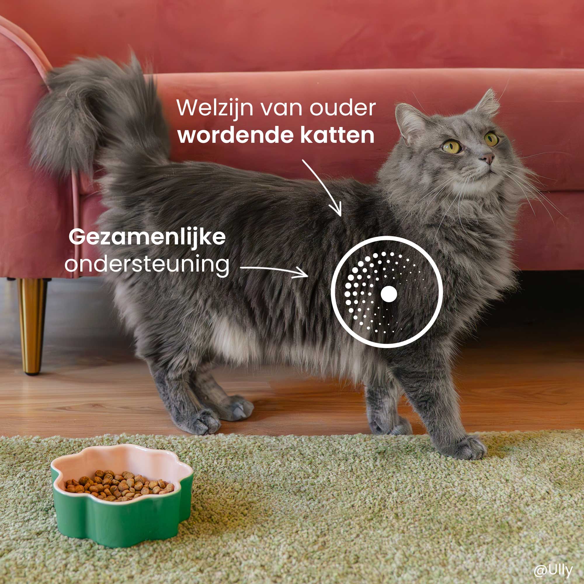 Doelwit met voordelen op een gewricht van een grijze kat