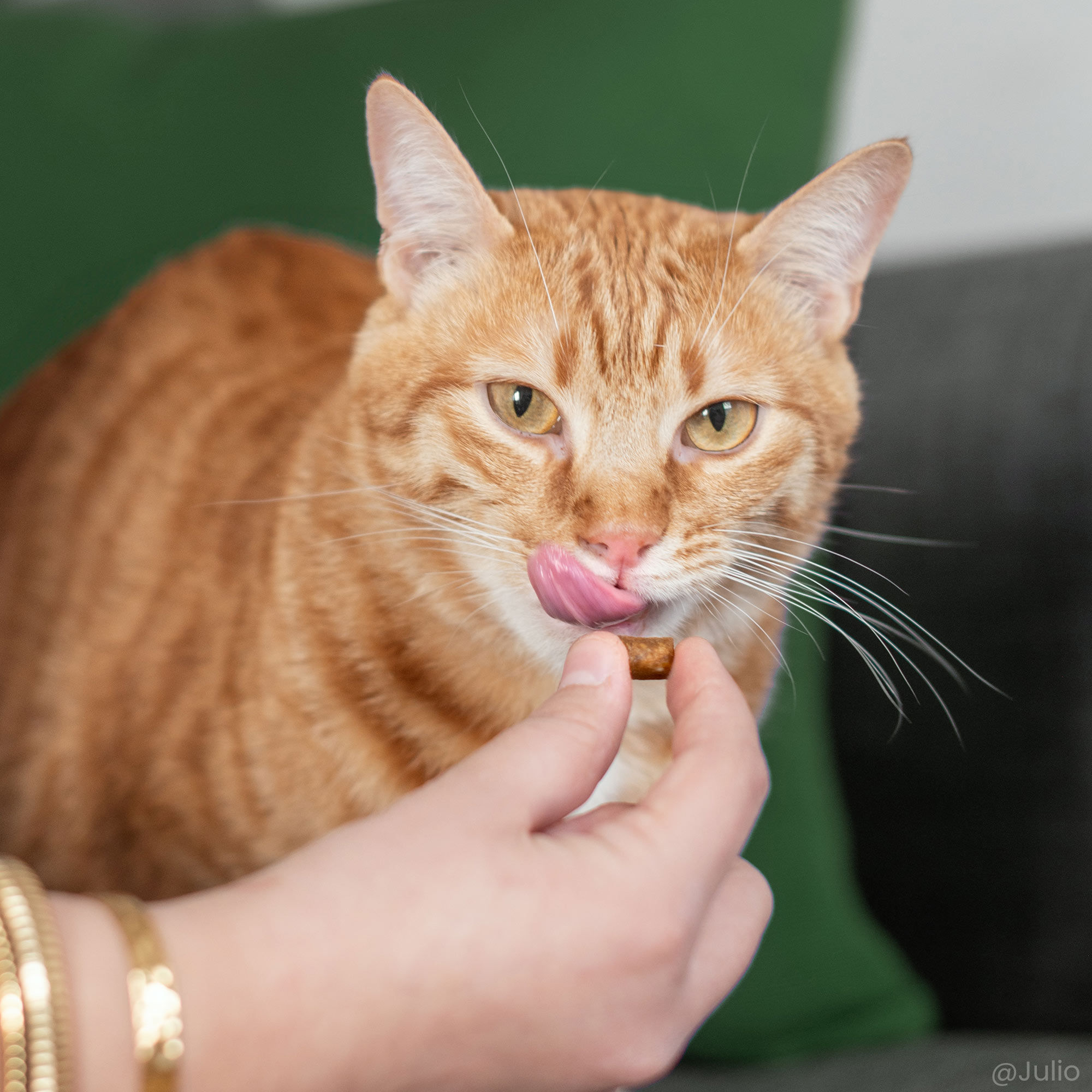 Gemberkat ruikt naar knapperige kattensnoepjes 