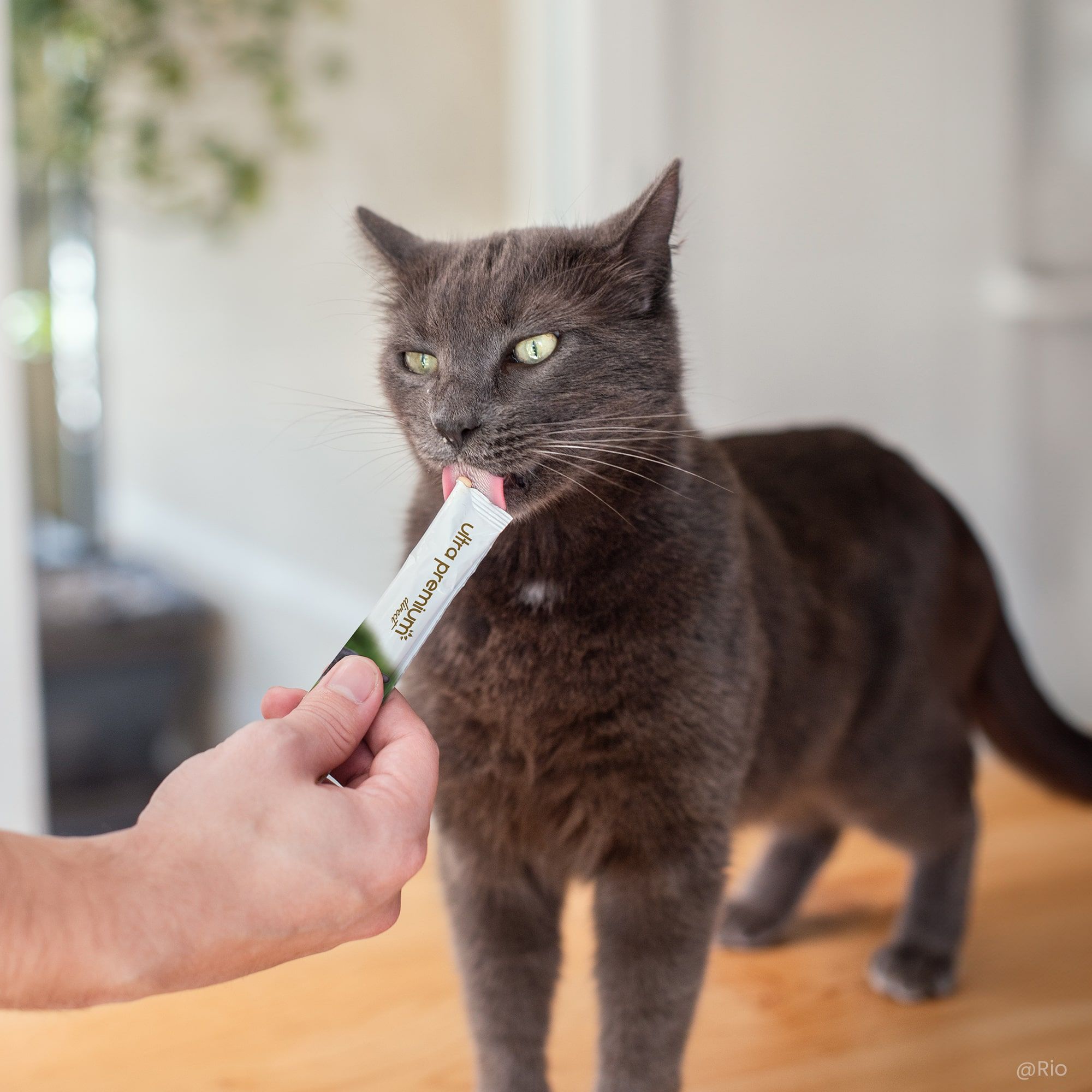 Grijze kat likt de romige traktatie zo van de verpakking af 