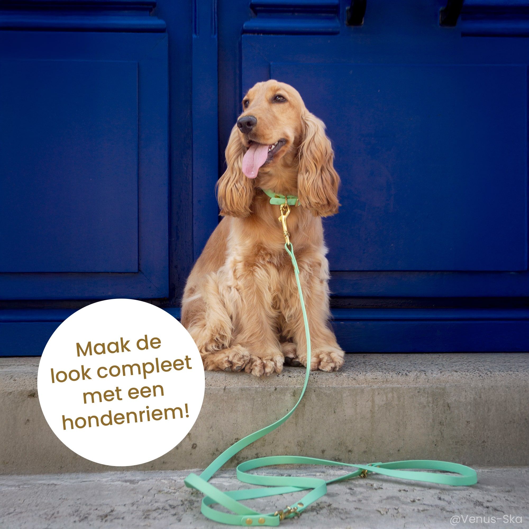 Cocker spaniel met S halsband en saliegroene riem Fidèle Paris in samenwerking met Ultra Premium Direct