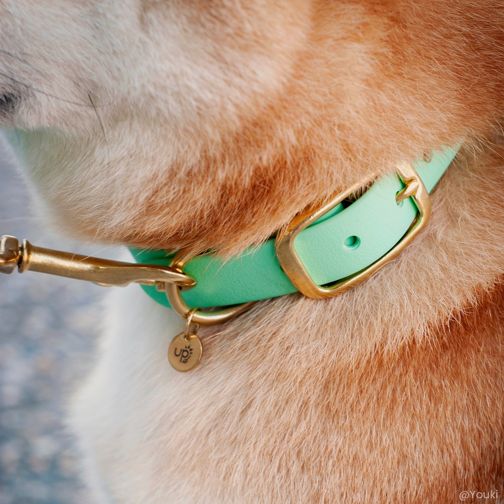 Zoom in op de lichtgevende M Sage kraag van een Shiba Inu Fidèle Paris in samenwerking met Ultra Premium Direct