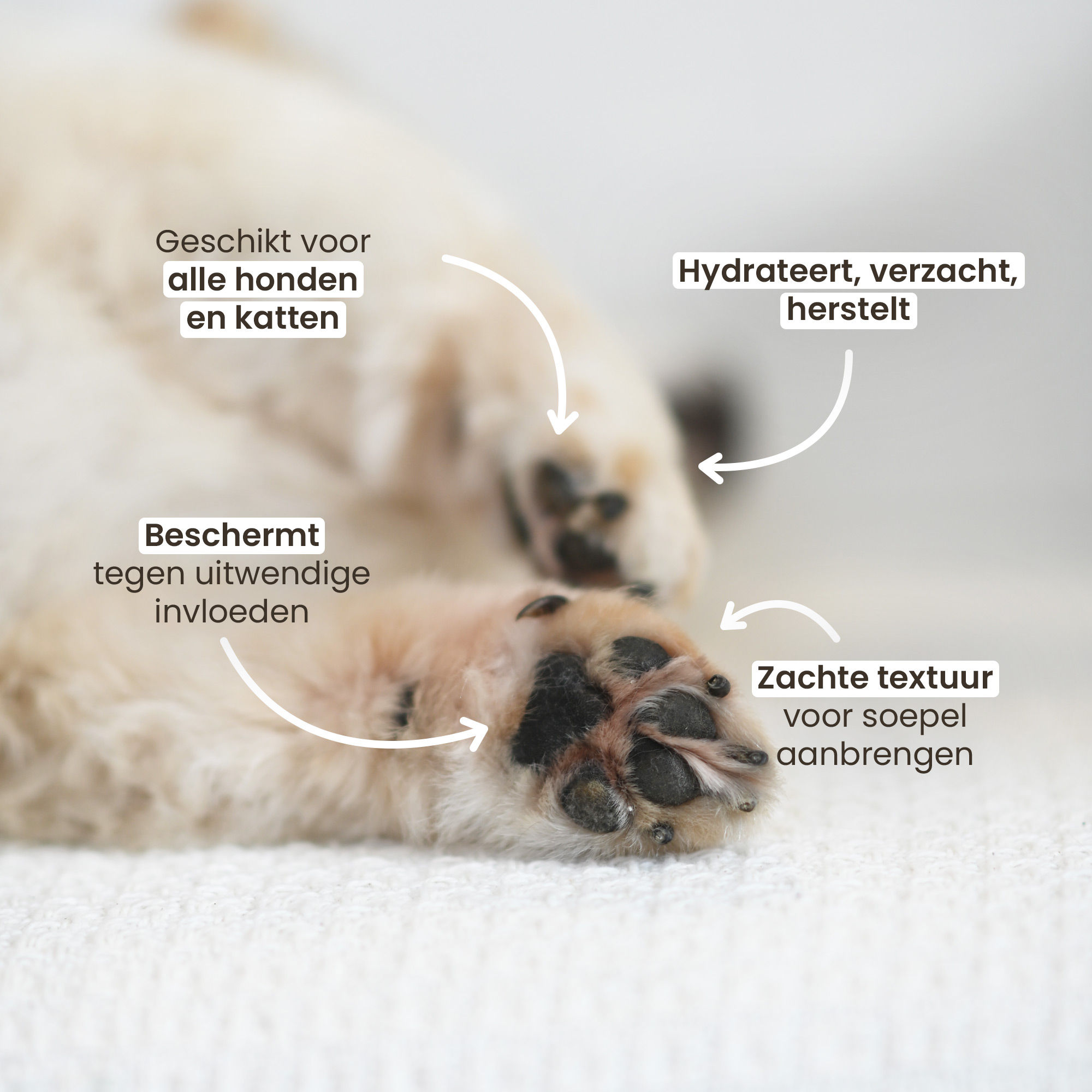 De 4 voordelen van Nourishing Balm aangegeven op de kussentjes van een kleine hond