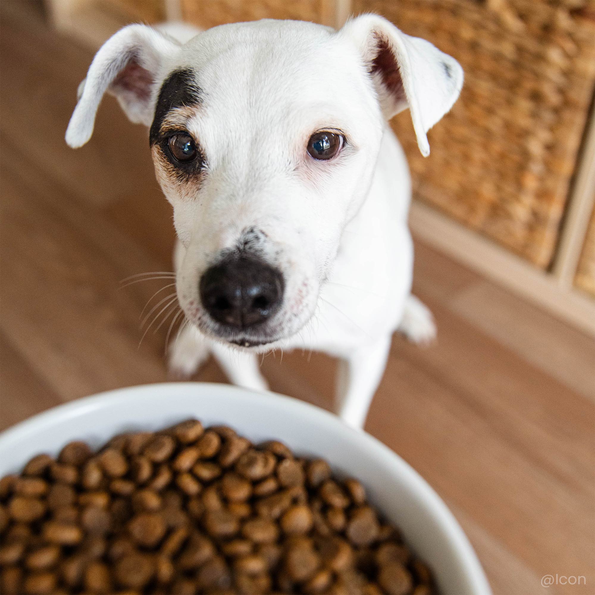 Zoom in op een brok met maatdetails en veterinaire formulering voor kleine volwassen hond