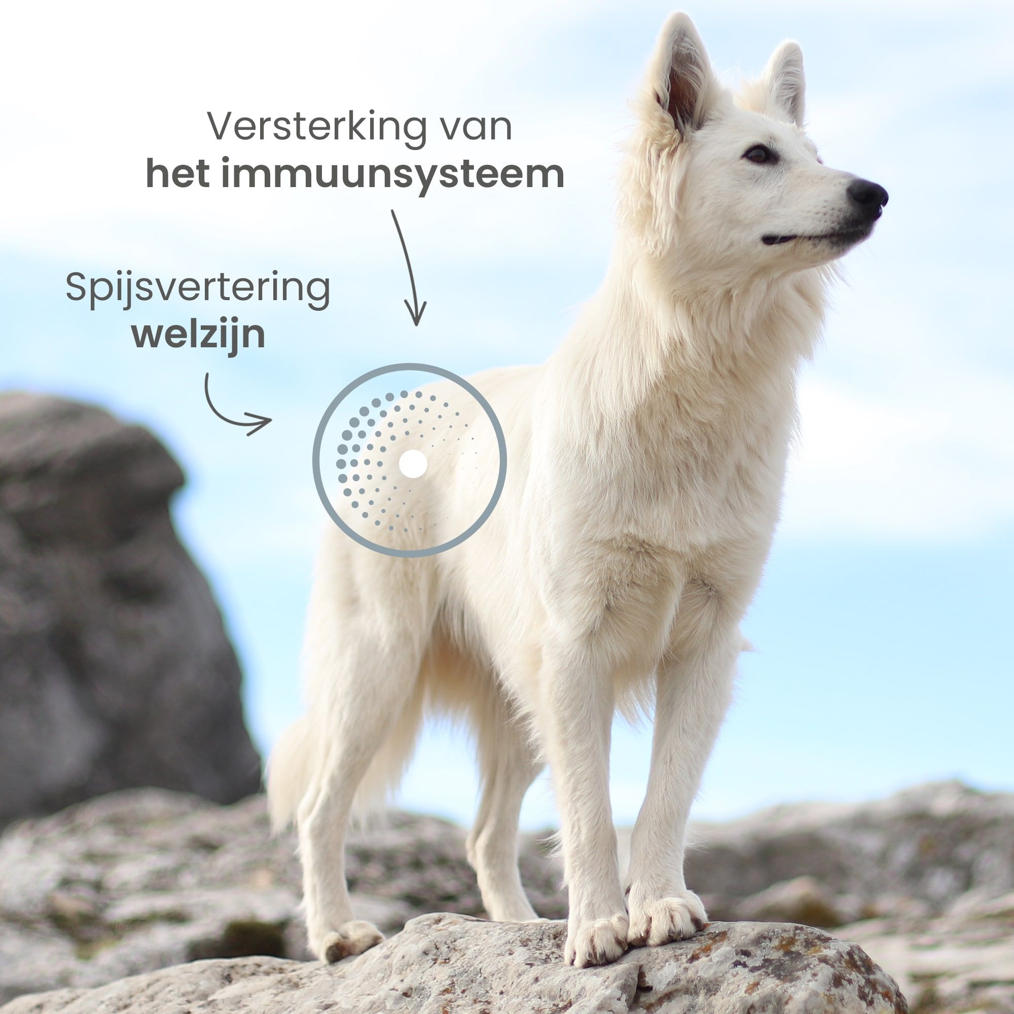 Zwitserse Witte Herder staat in het midden en benadrukt de voordelen van het recept