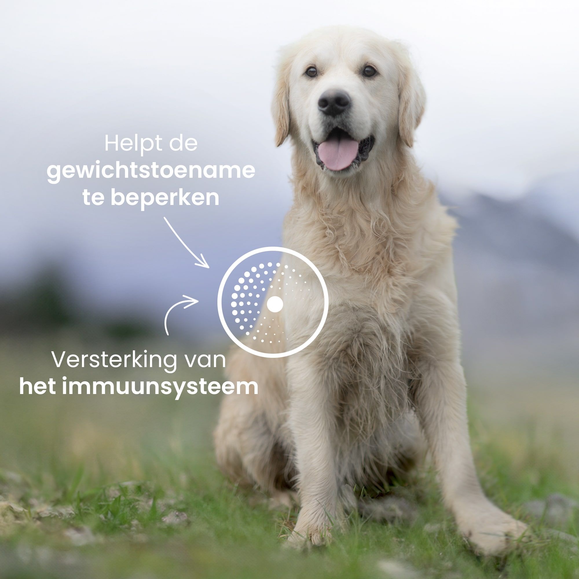 Golden Retriever zit in het midden met de voordelen van het recept benadrukt