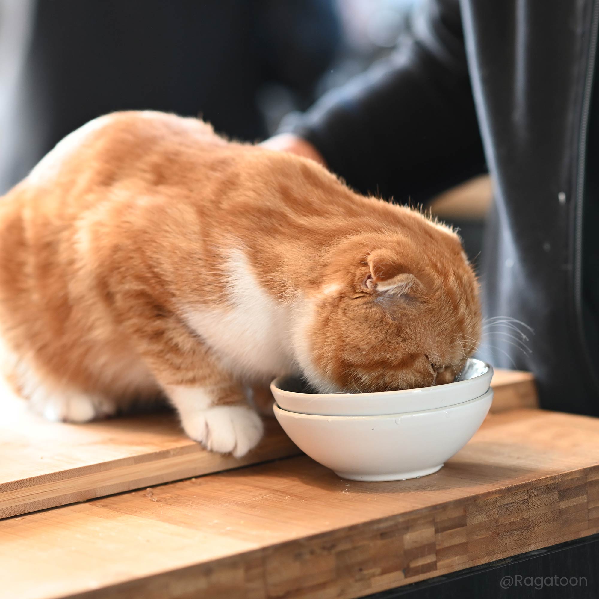 Scottish Fold binnenshuis, naast een zak licht kattenvoer voor gesteriliseerde volwassen katten