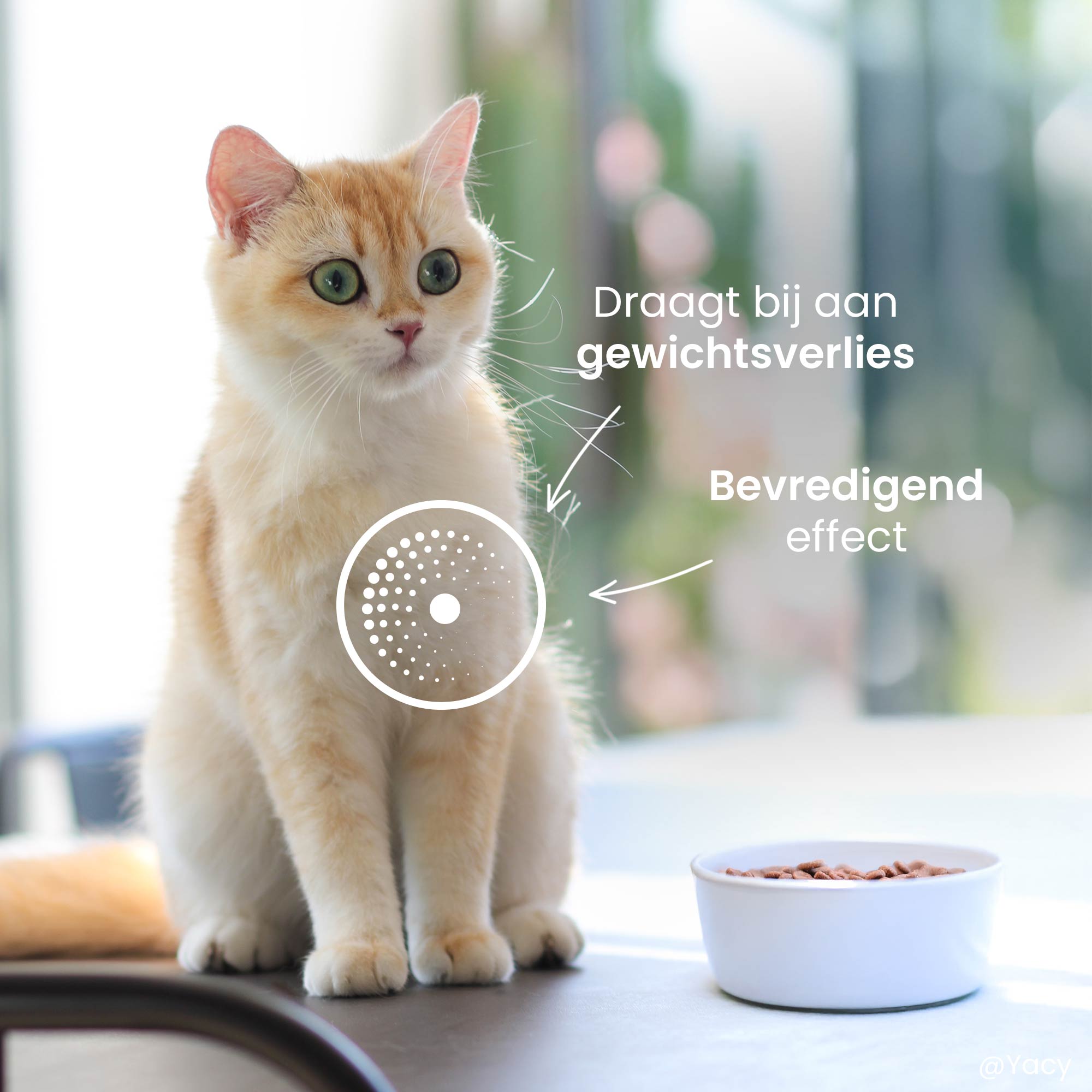 Beige kat naast een bakje brokken, met de nadruk op haar buikje en de voordelen van het recept.
