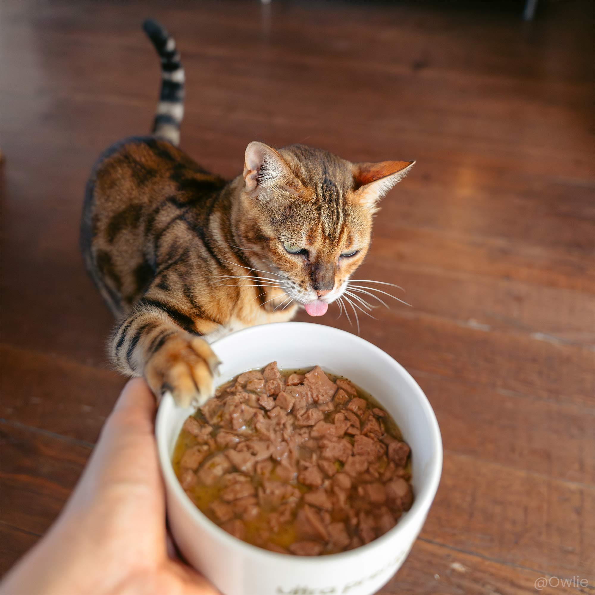 Kat voor een kom gevuld met graanvrij kip- en kalkoengehakt in jus