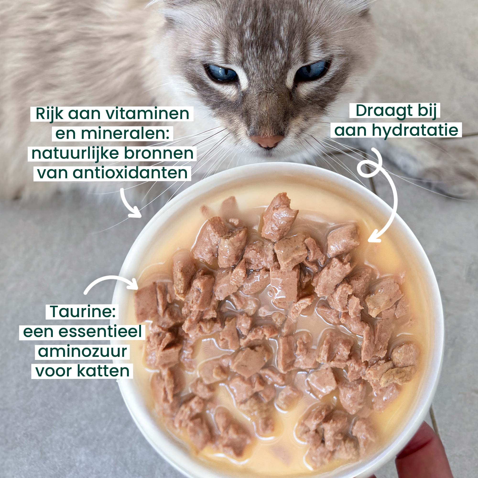 Malse reepjes in saus Volwassen kat Tonijn Kabeljauw in een kom