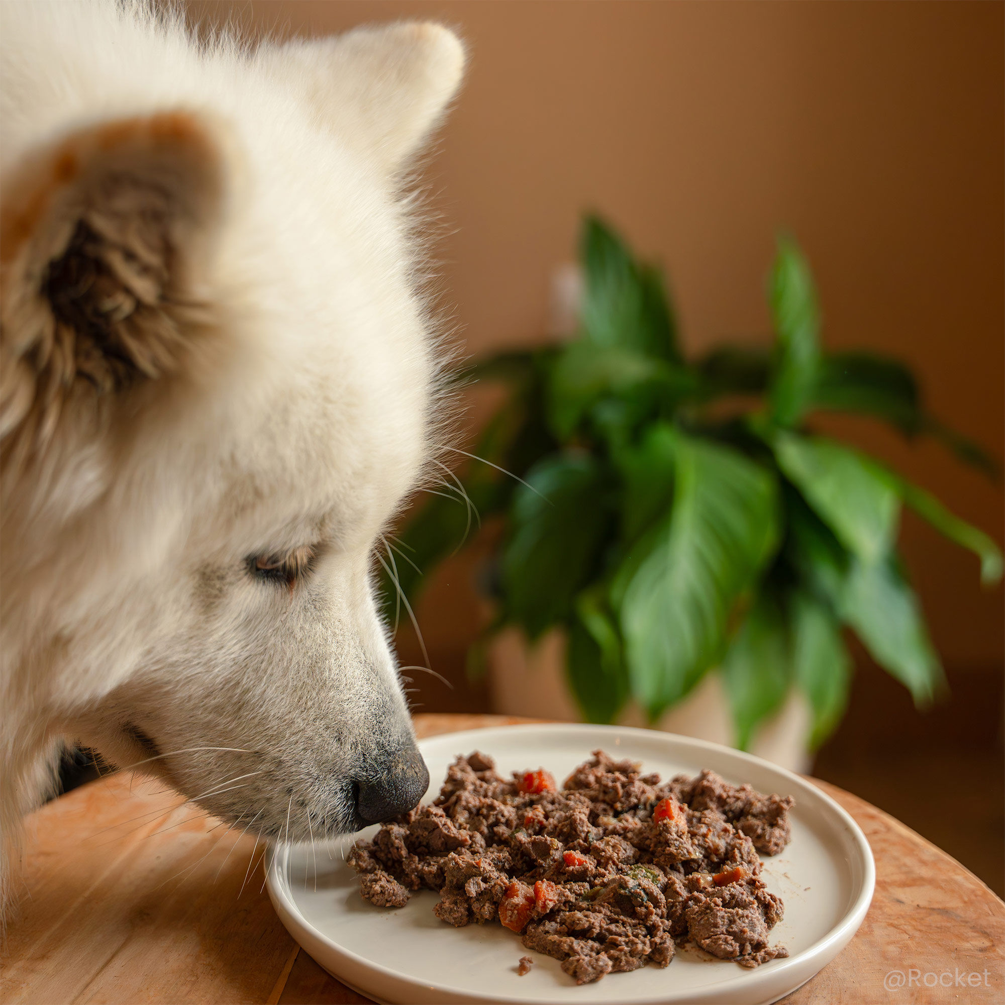  Graanvrije lamspuree met Samojeed-geur op een bord